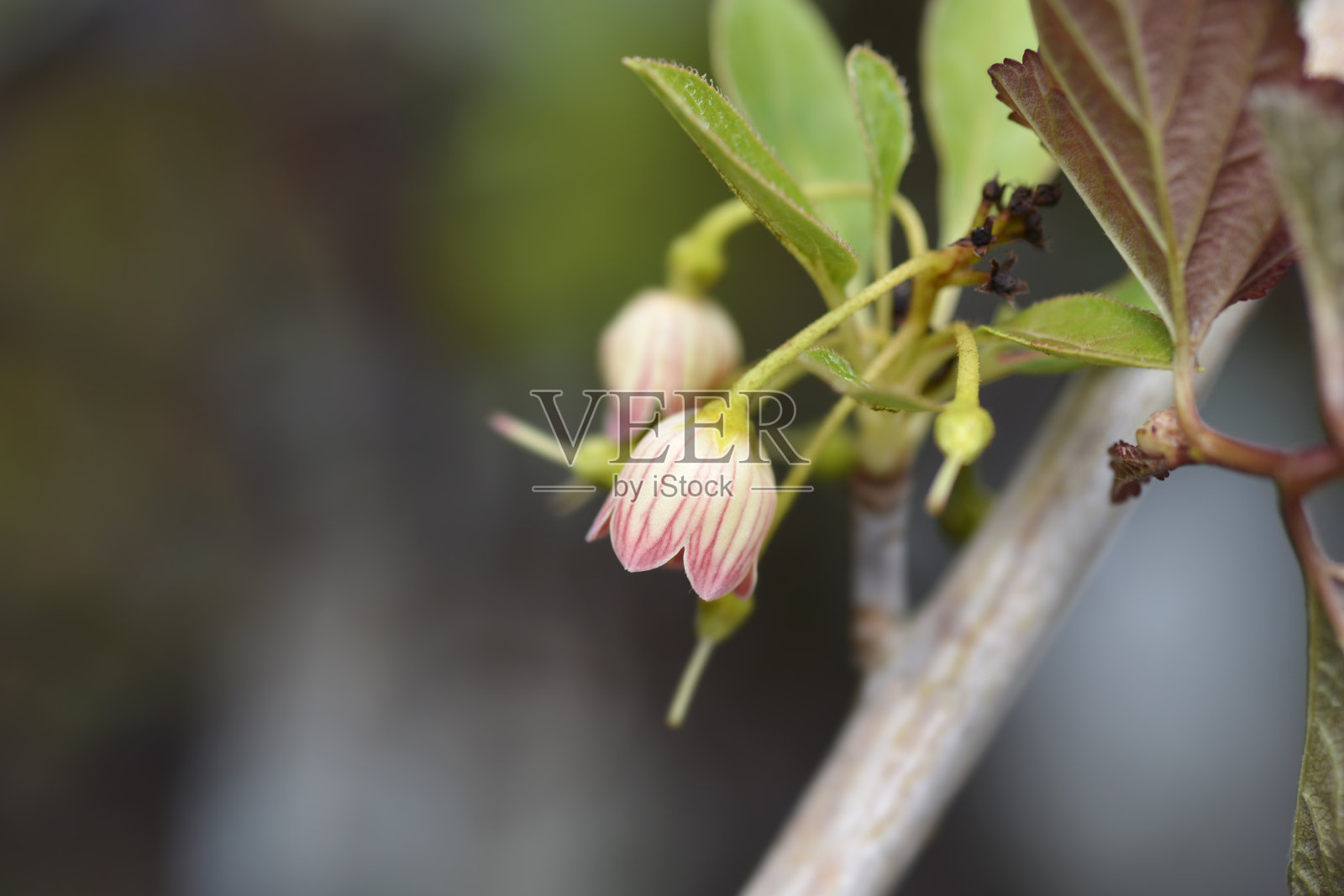 Red-vein吊钟花属照片摄影图片