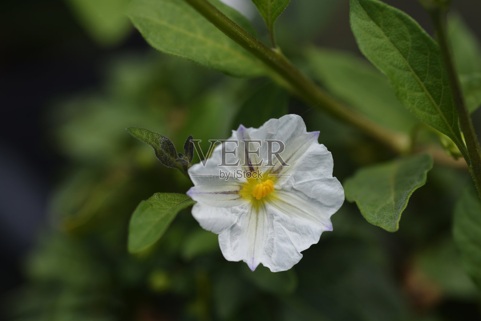 布什土豆照片摄影图片