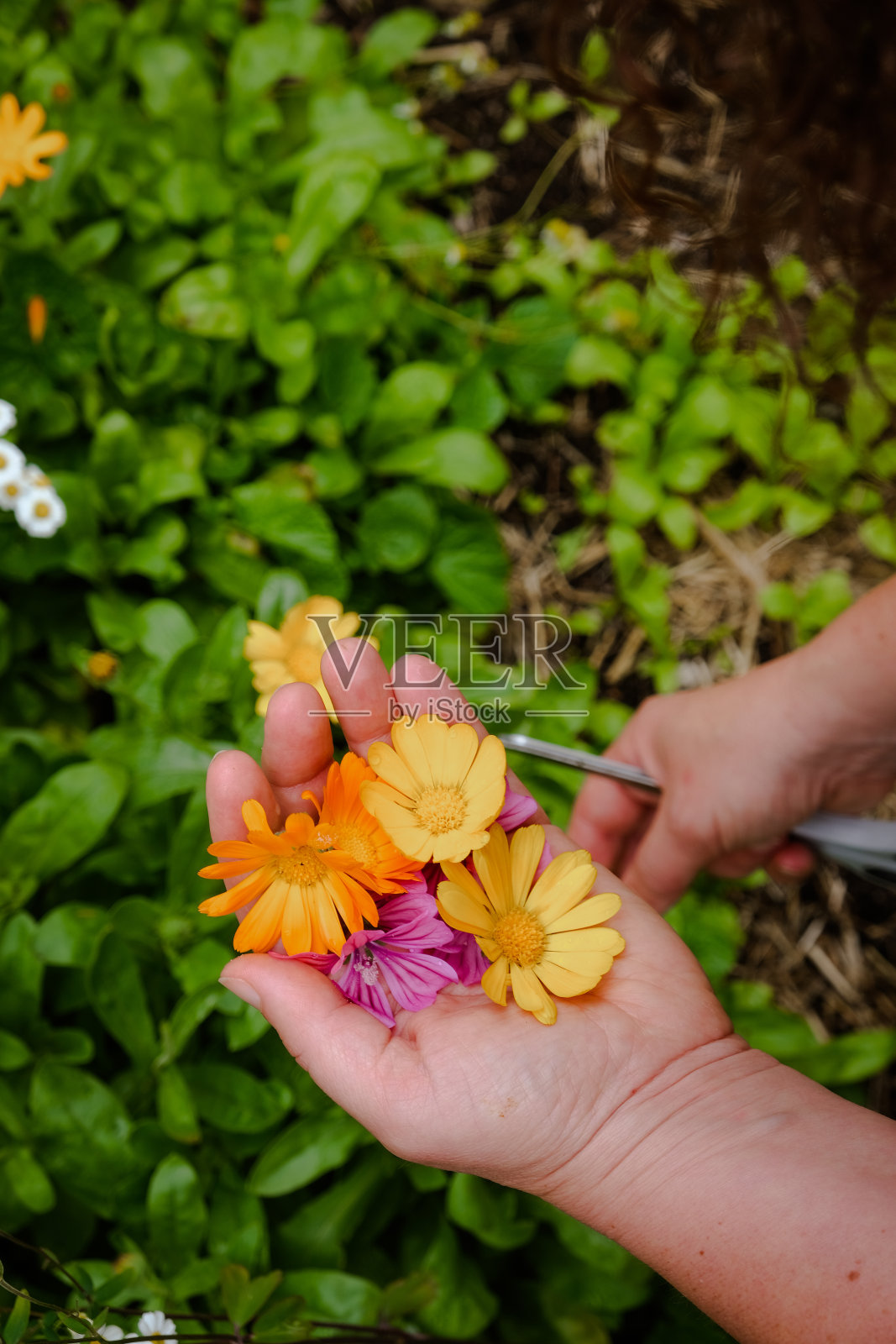 手拿治疗金盏花，特写。照片摄影图片
