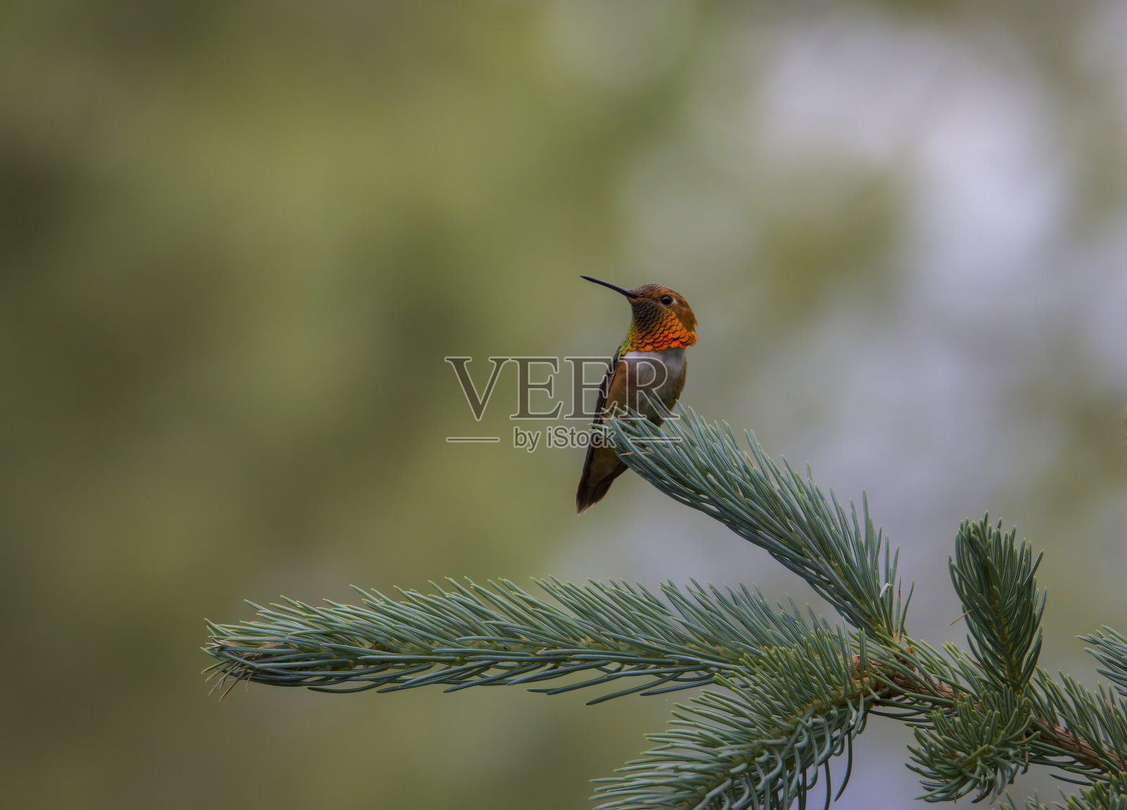 红褐色的照片摄影图片