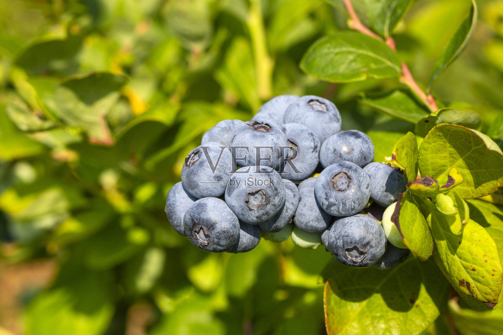 在土耳其伊兹密尔的收获季节，蓝莓农场的树上有一串成熟的水果。蓝莓采摘历史。照片摄影图片