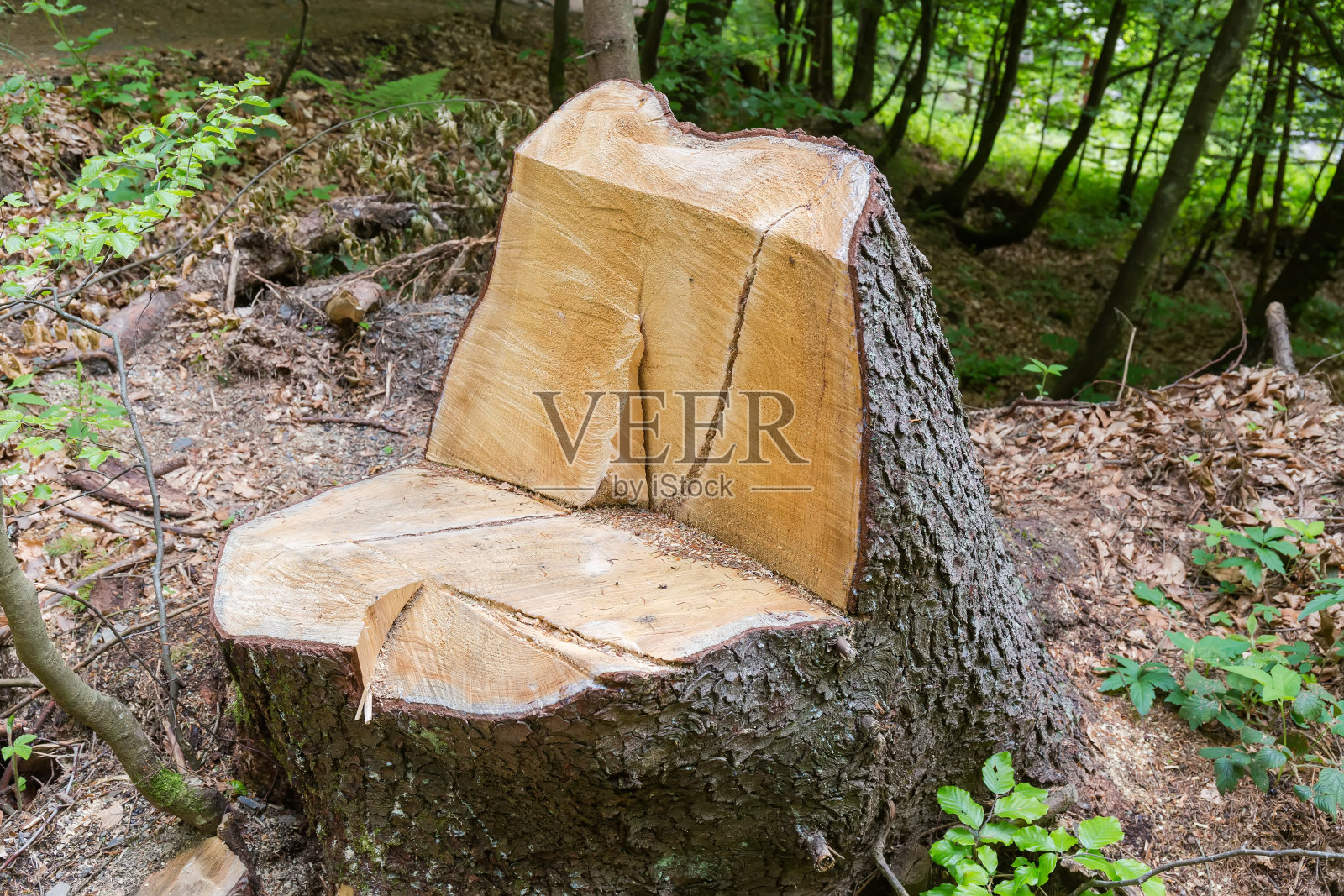 阴天时山林中老云杉的树桩照片摄影图片