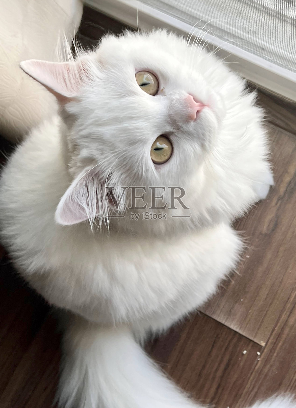 一只波斯猫坐在地板上抬头看着摄像机。照片摄影图片