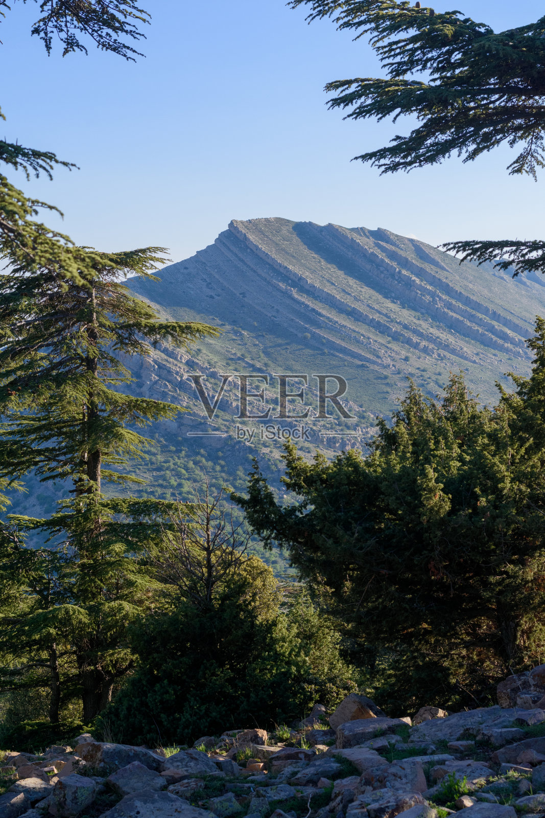 Chelia国家公园的风景。阿特拉斯雪松林(雪松大西洋)，位于阿尔及利亚奥雷斯山脉的切利亚山照片摄影图片