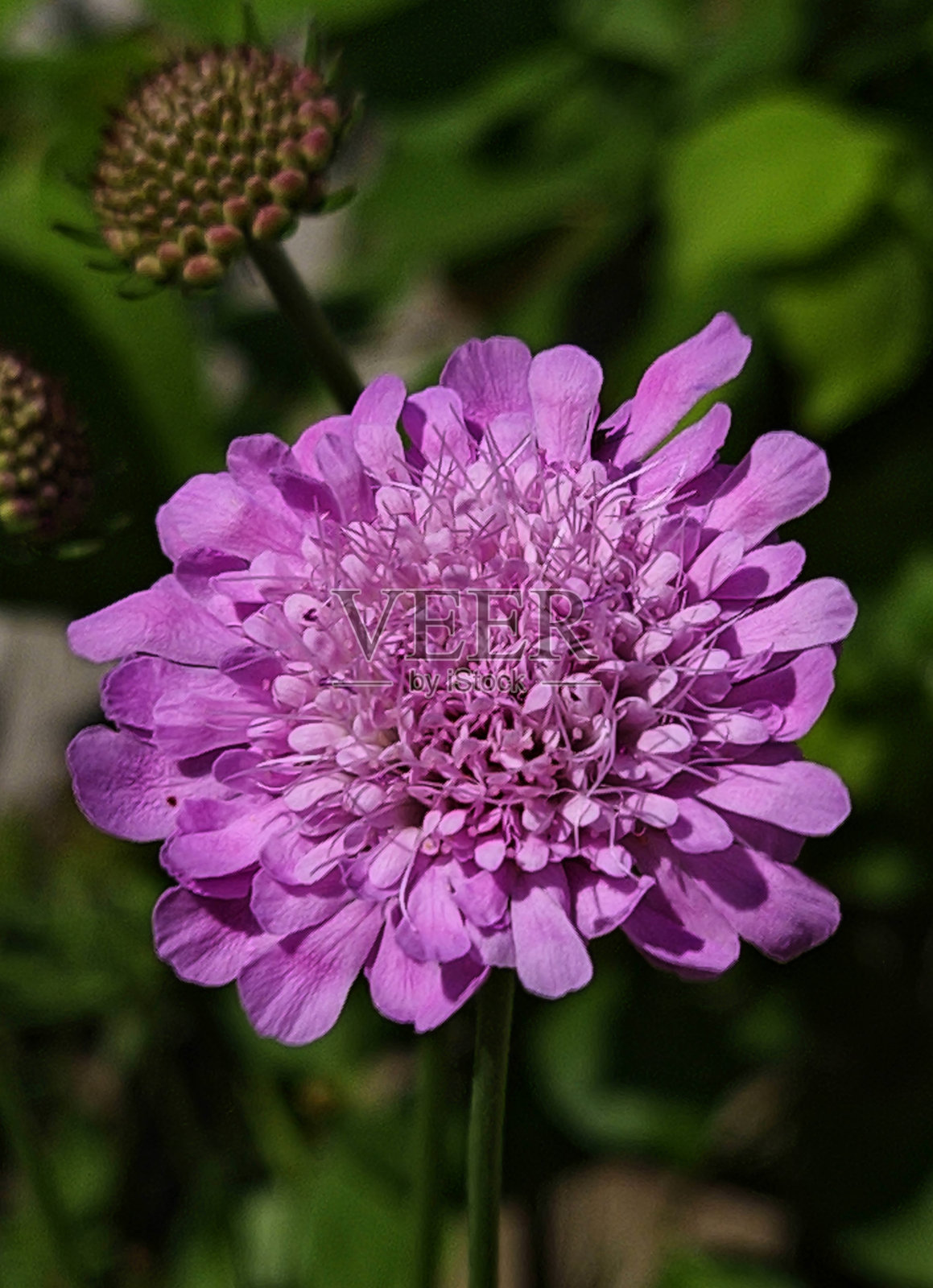 单瓣金合花粉红花头照片摄影图片