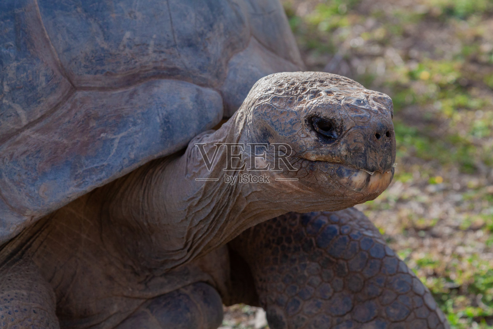 乌龟照片摄影图片