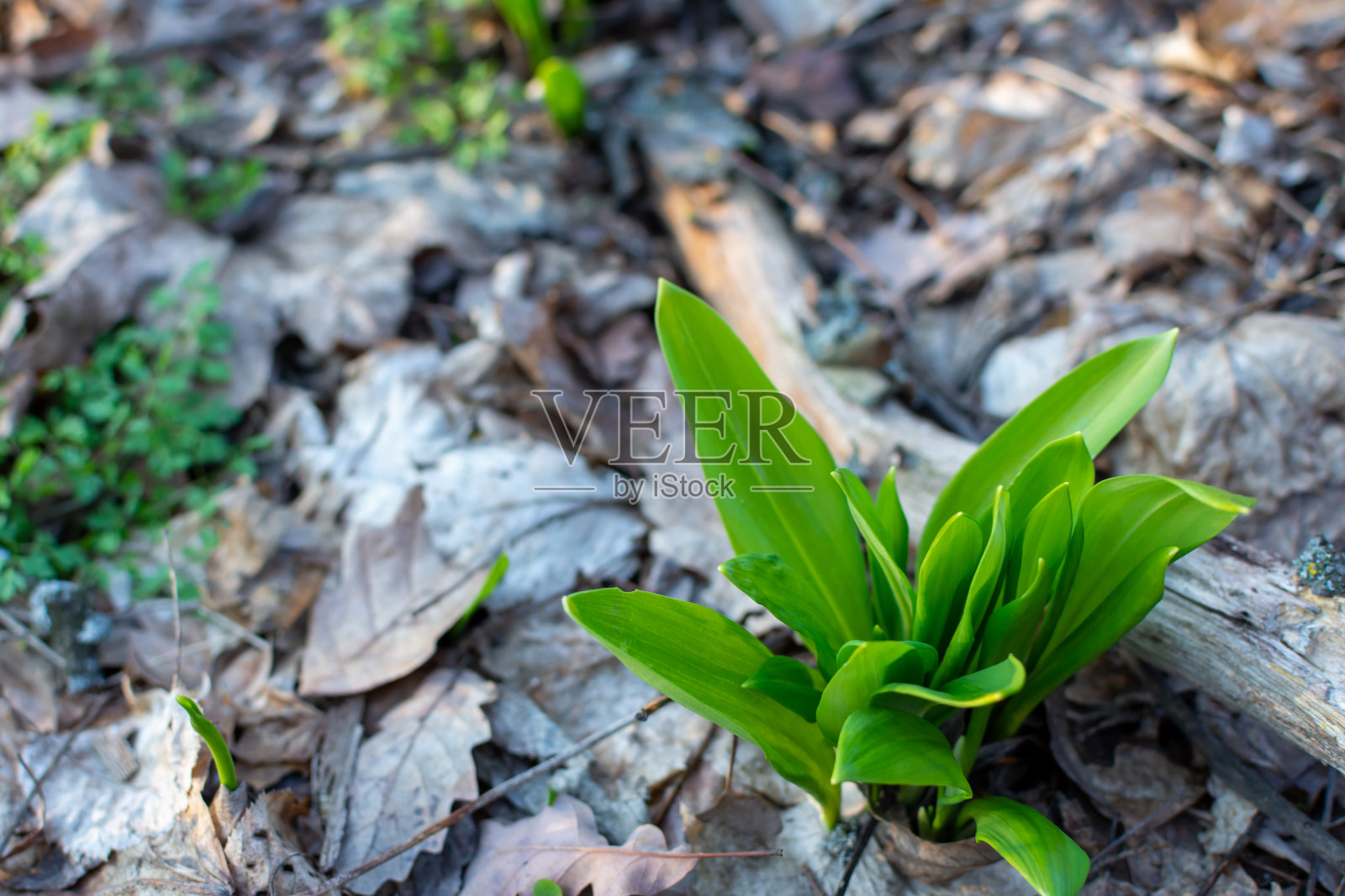 野生大蒜的叶子从一层干叶子下面长出来照片摄影图片