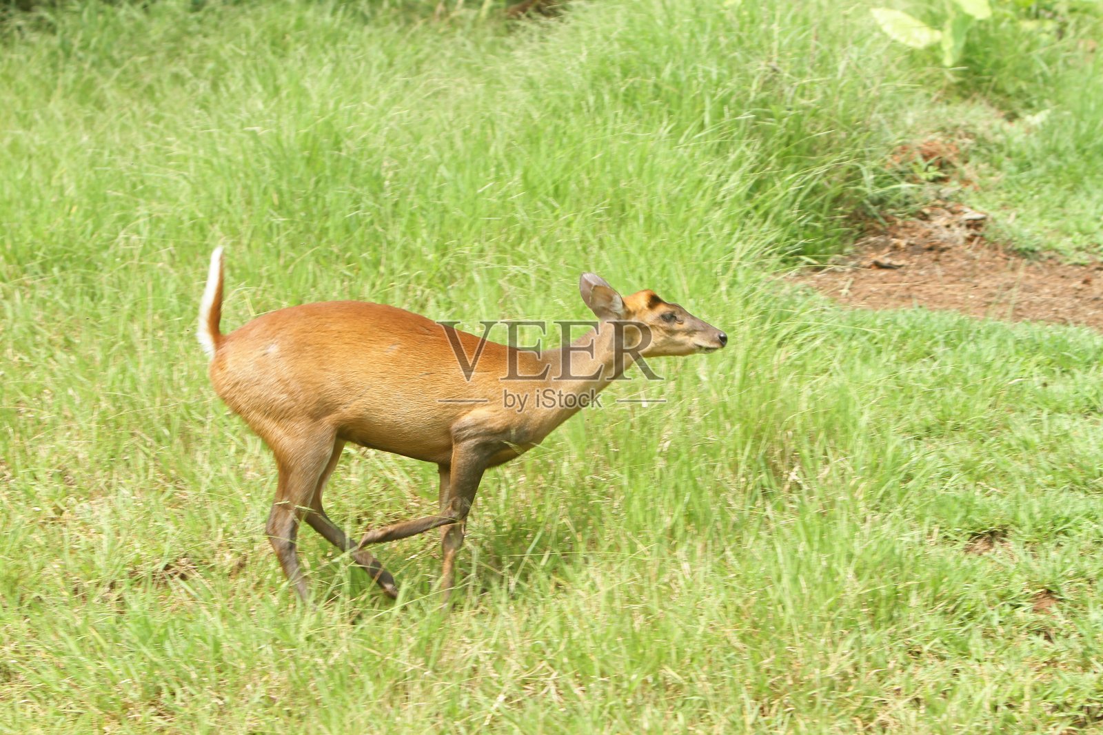 运行照片摄影图片