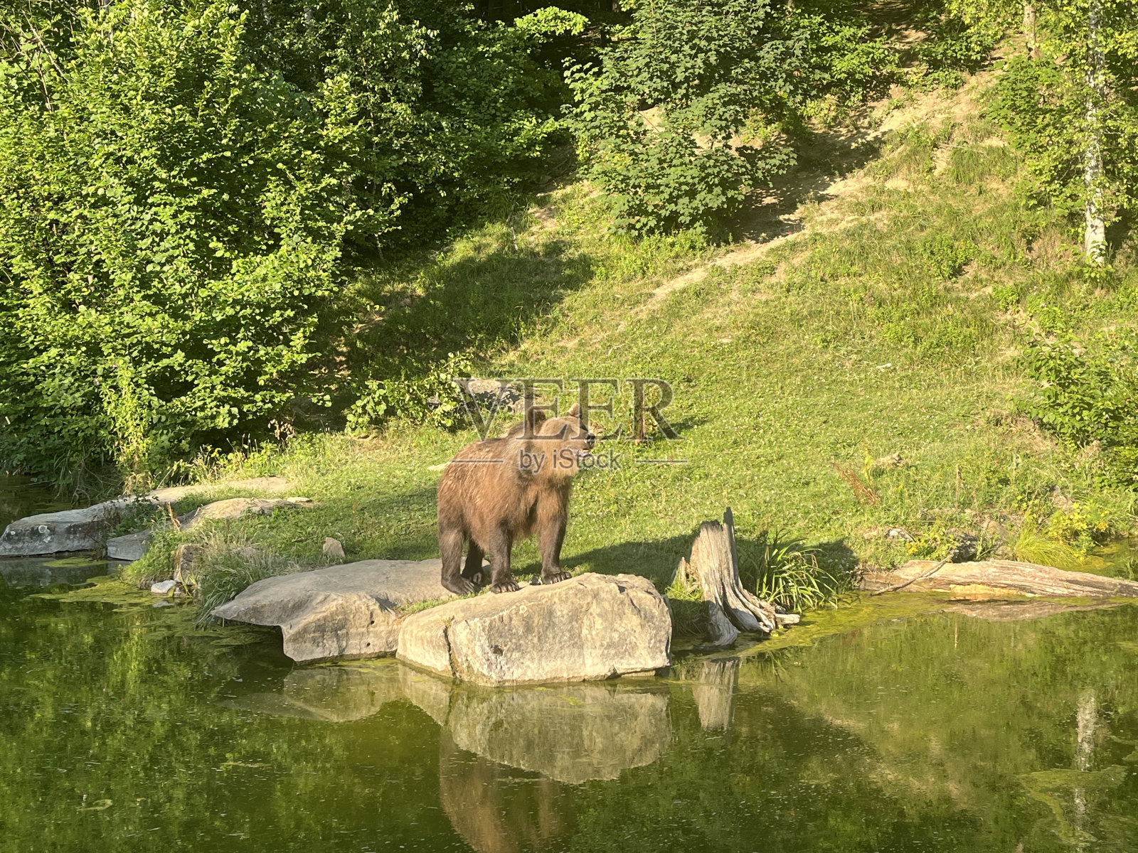 瑞士苏黎世动物保护区照片摄影图片