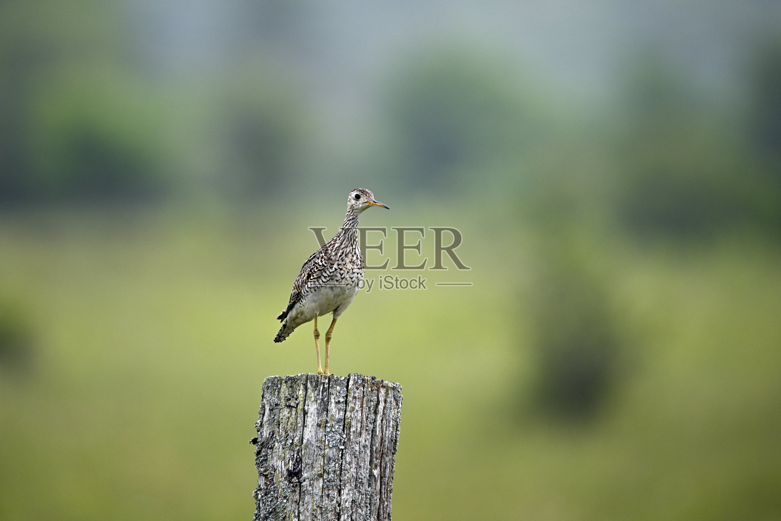 高地矶鹬鸟照片摄影图片