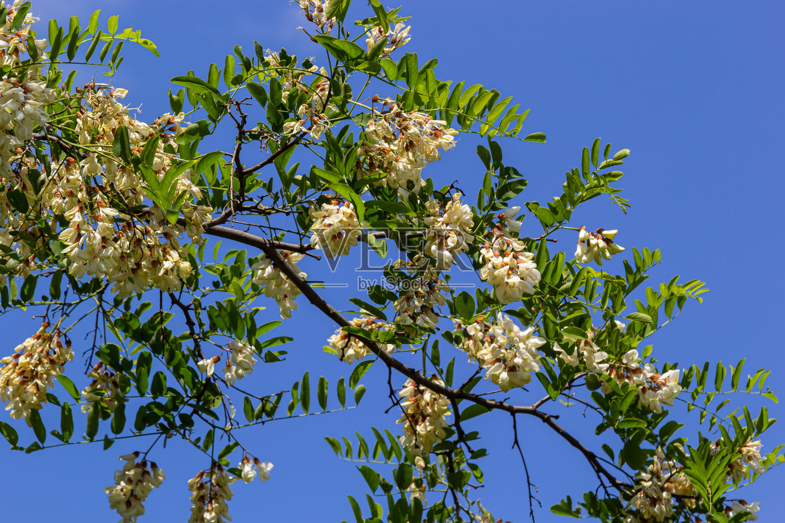 茂盛开花的刺槐枝有刺槐、假刺槐、刺槐等。花蜜的来源，温柔而芬芳的蜂蜜。槐树花-刺槐照片摄影图片