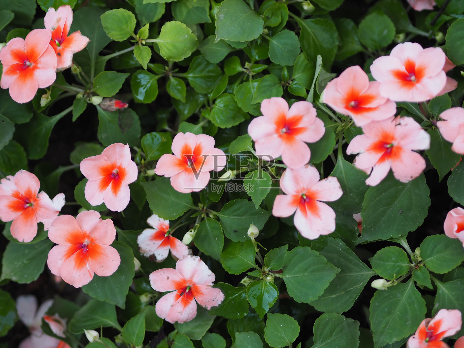 凤仙花是一种老玫瑰颜色的花，盛开在花园的自然背景中照片摄影图片