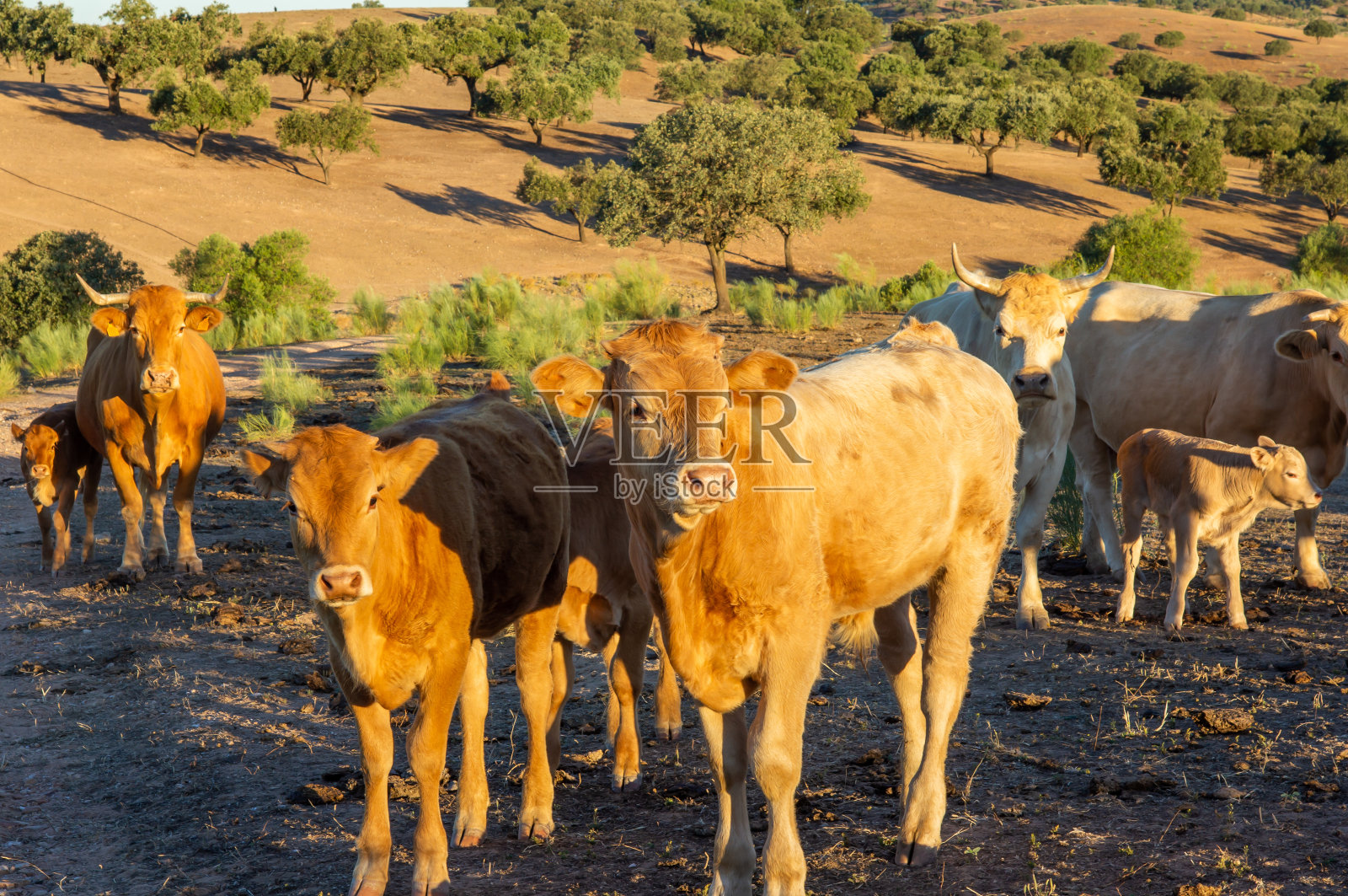 清晨阳光下两只利姆赞小牛的特写。照片摄影图片