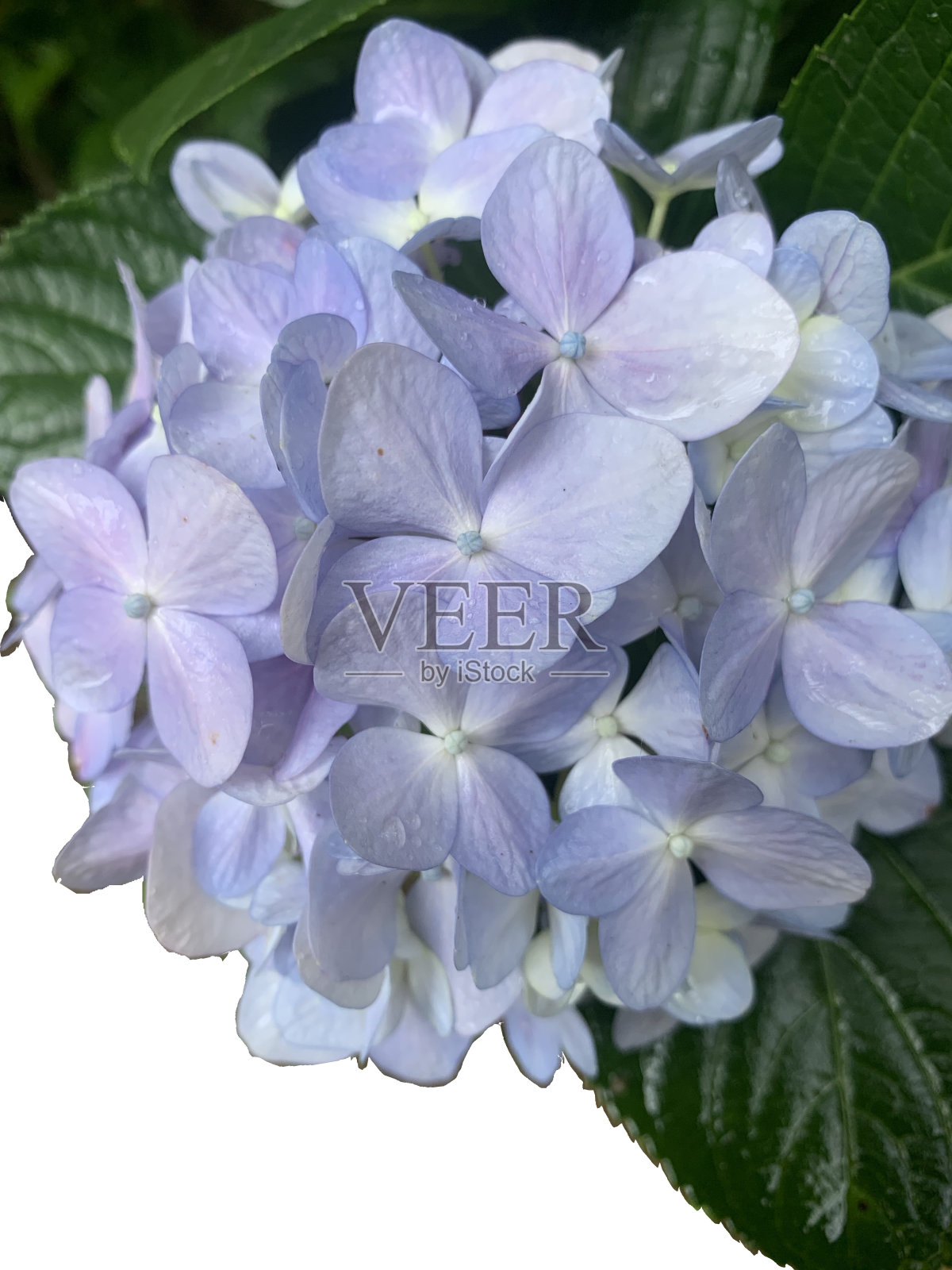 绣球花照片摄影图片