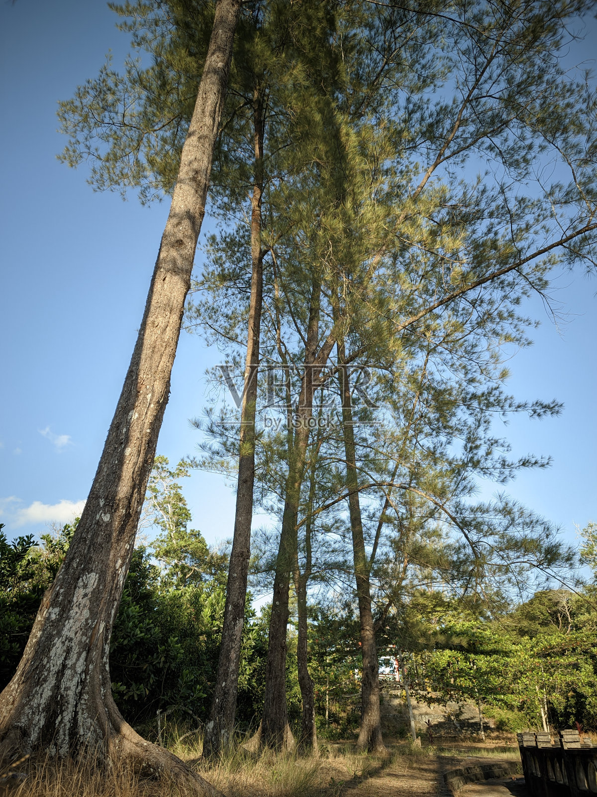 东南亚公园里一排高大的热带树木照片摄影图片