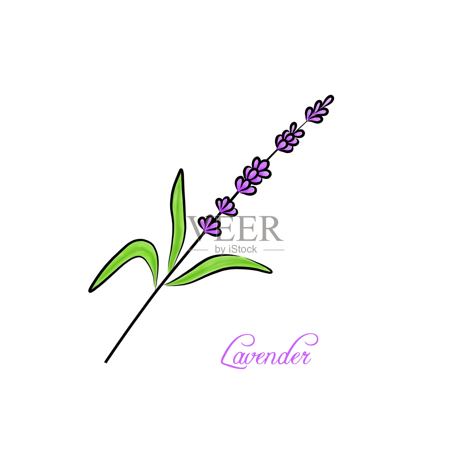 薰衣草的小枝。带有薰衣草和文字的明信片。海报、小册子、广告及设计插画图片素材