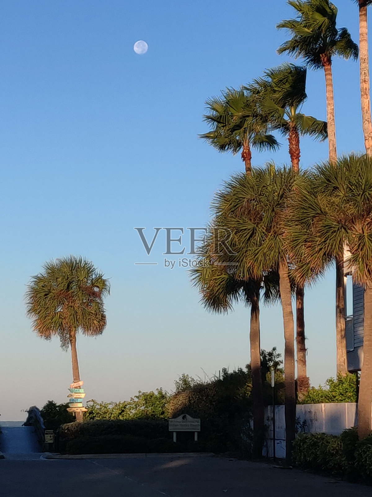 佛罗里达州的棕榈树和海滩照片摄影图片