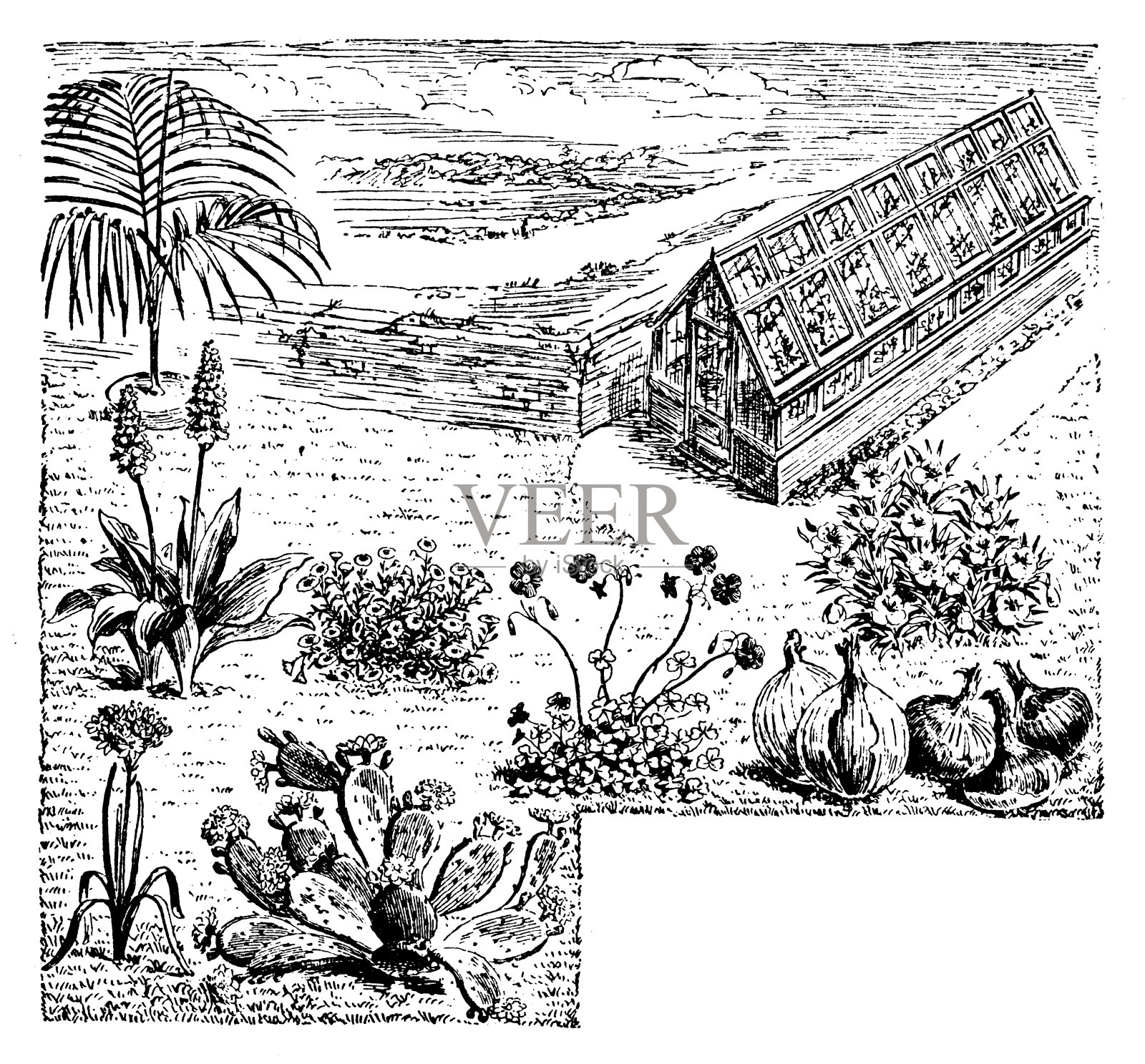 古董雕刻插图:植物背景插画图片素材