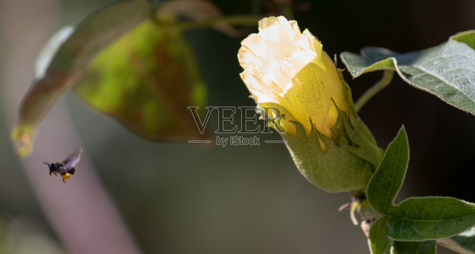 在自然界中发现的花的照片。照片摄影图片