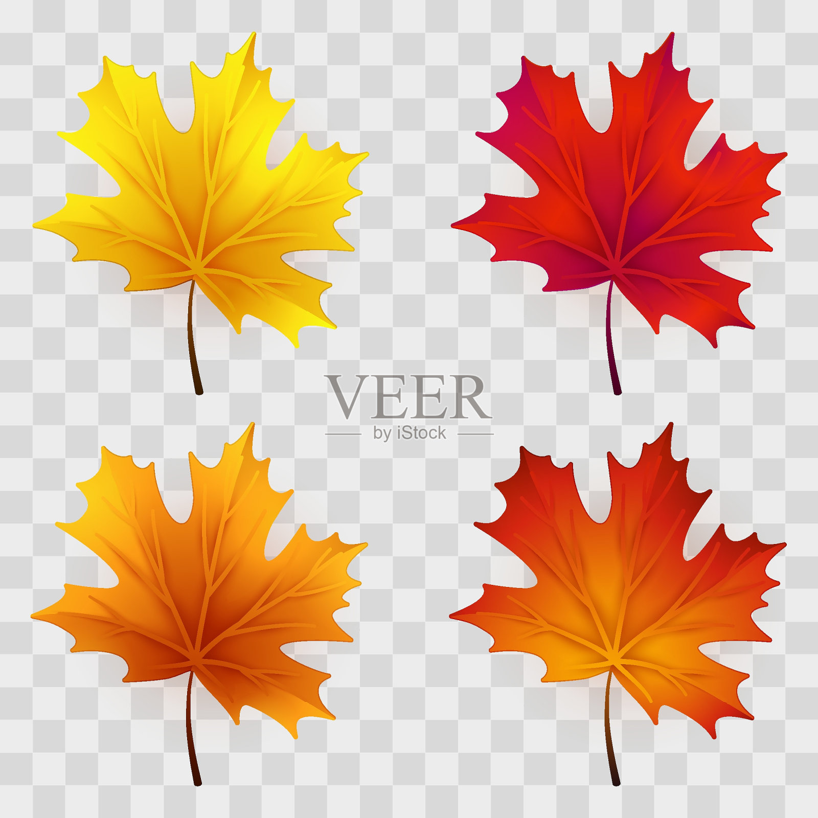 一套四枫叶红色，橙色和黄色的阴影。隔离在透明的灰色背景上。矢量插图。插画图片素材