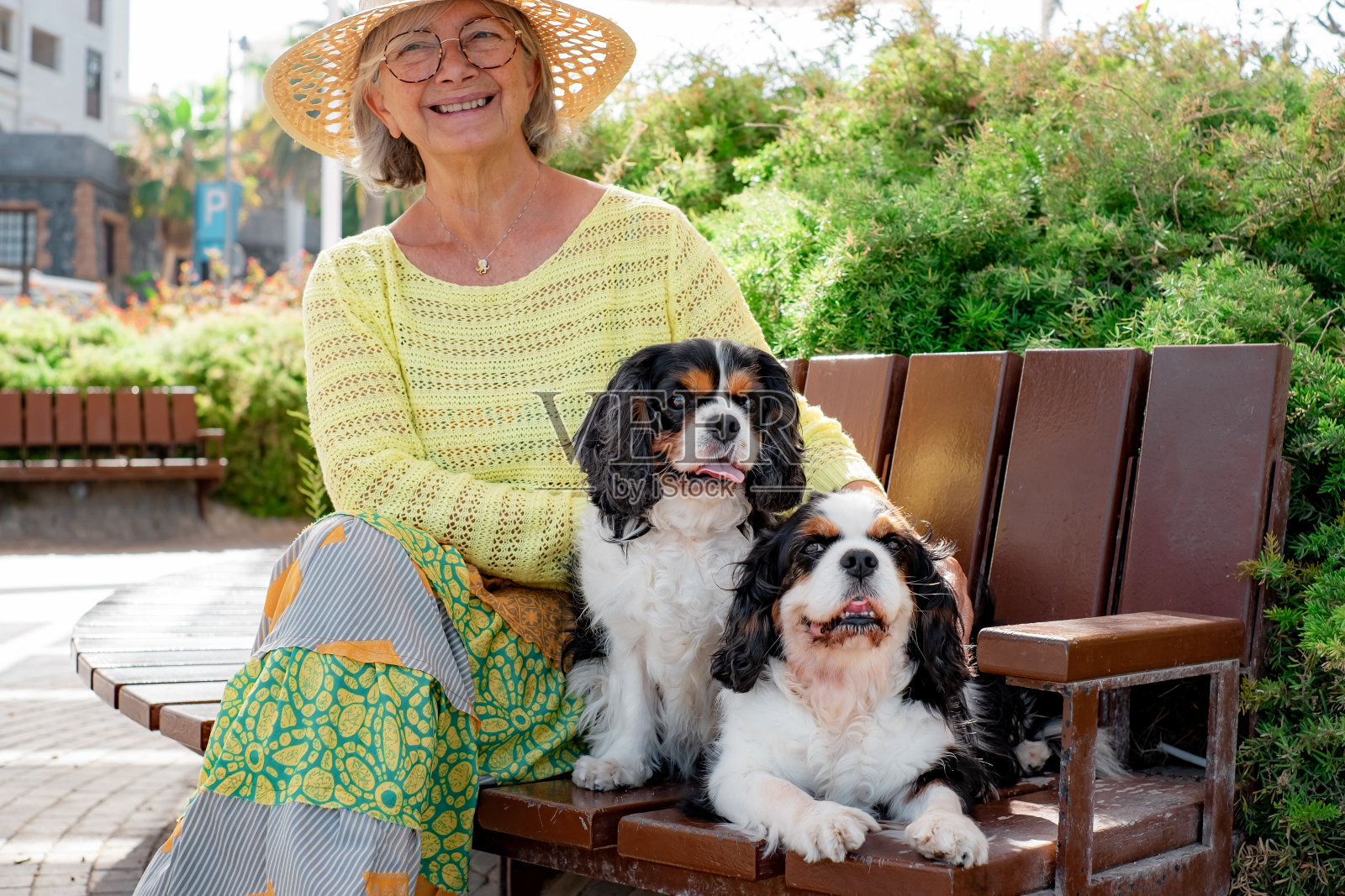 快乐的老妇人戴着帽子和她的两只查理王猎犬坐在公园的长椅上。微笑的老妇人和她最好的朋友照片摄影图片