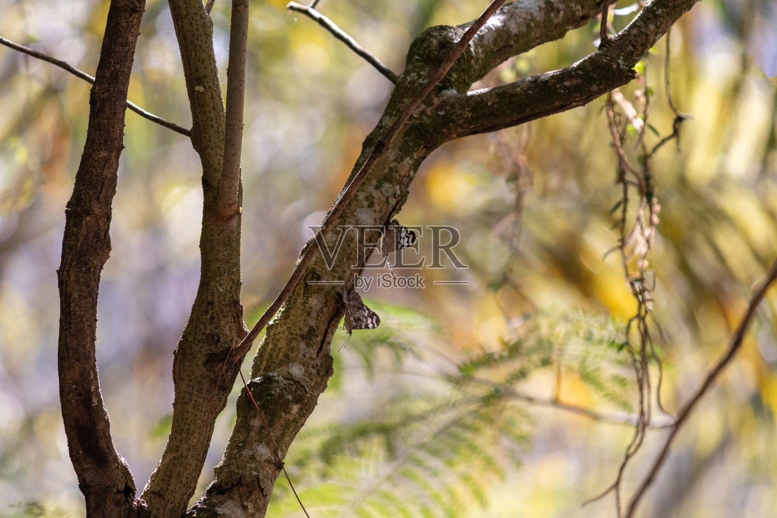 在公园散步时看到的迷人景色。照片摄影图片