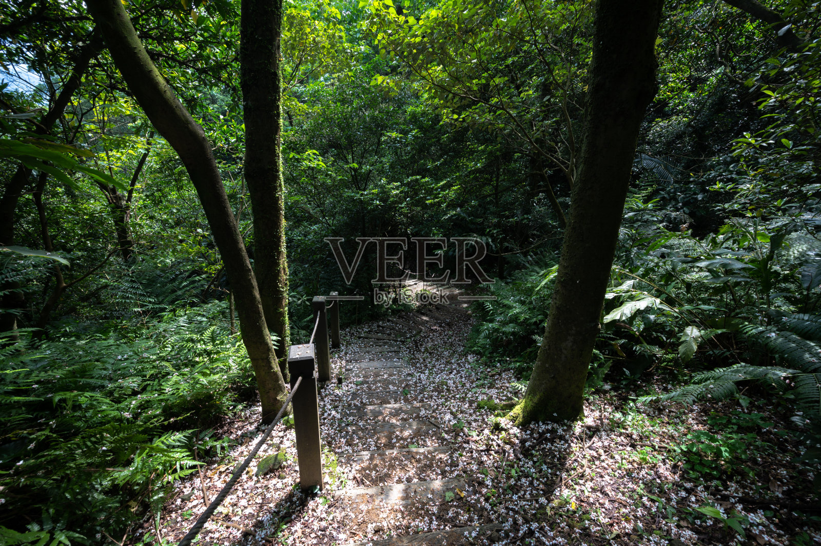 在台湾基隆的山间小道上，桐花像夏天的雪一样覆盖了整个地面。照片摄影图片