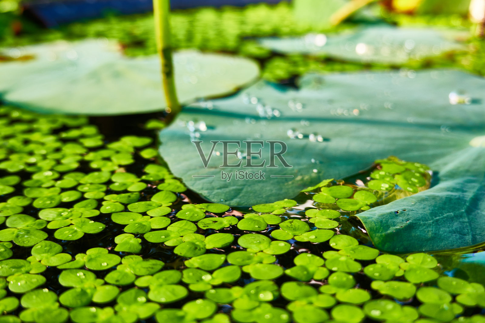 池塘里水草的近景照片摄影图片