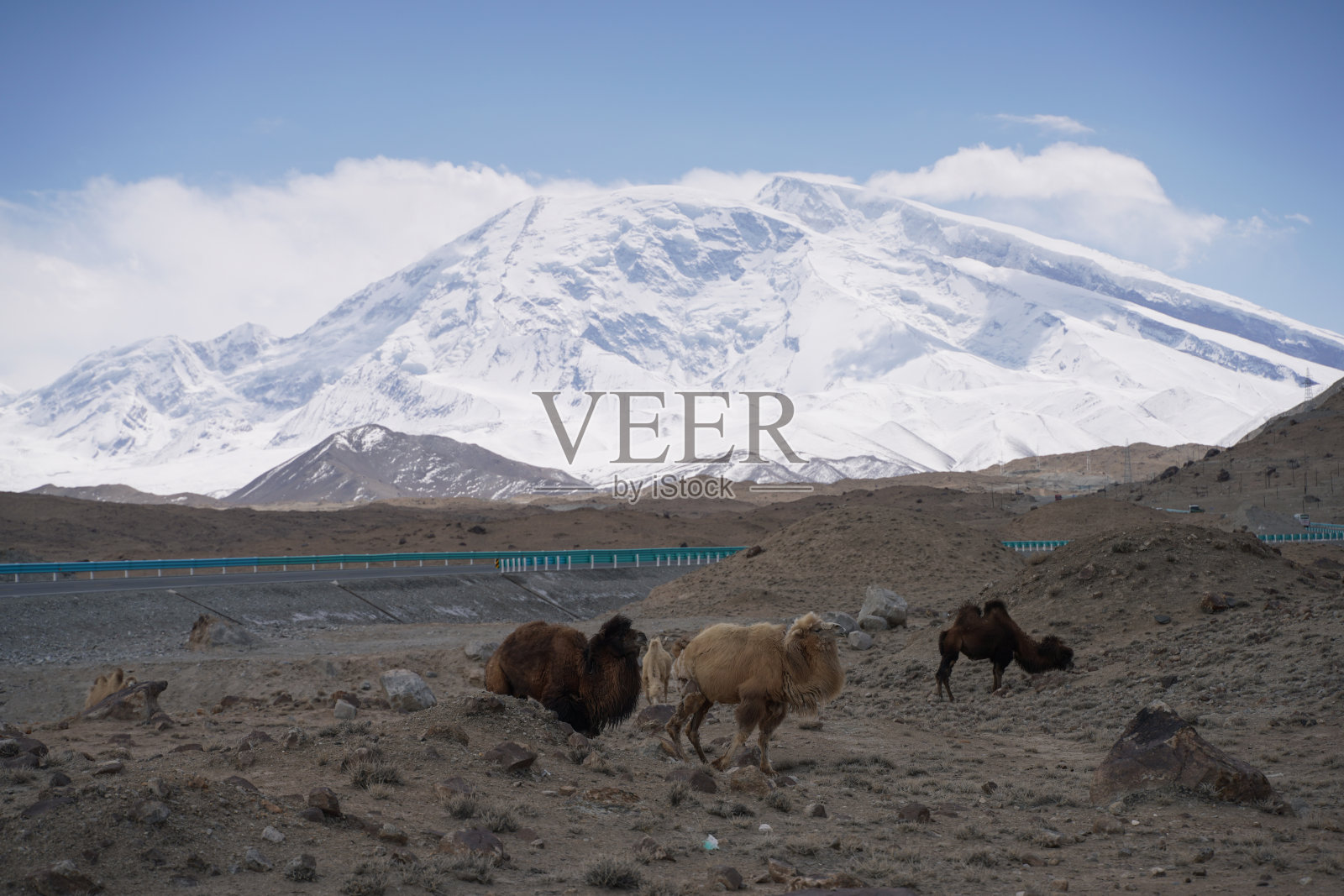 野生骆驼，中国照片摄影图片