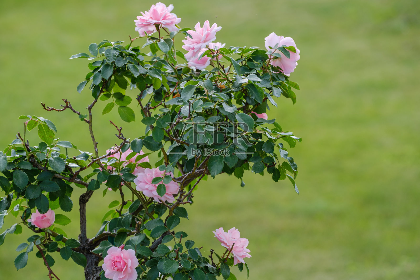 盛开的粉红色玫瑰特写在一个绿色模糊的背景照片摄影图片