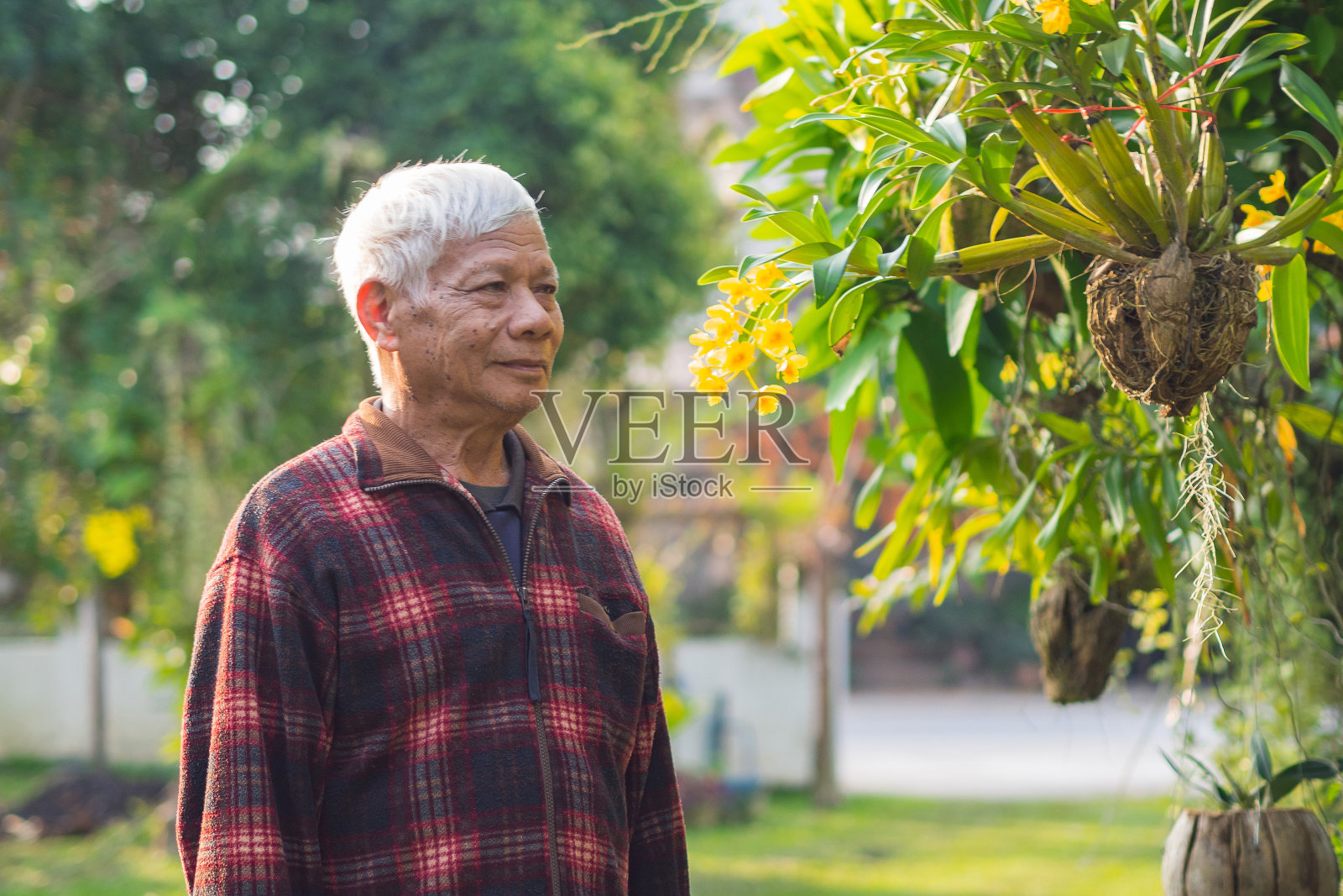 一位老人站在花园里微笑着看向别处。照片摄影图片