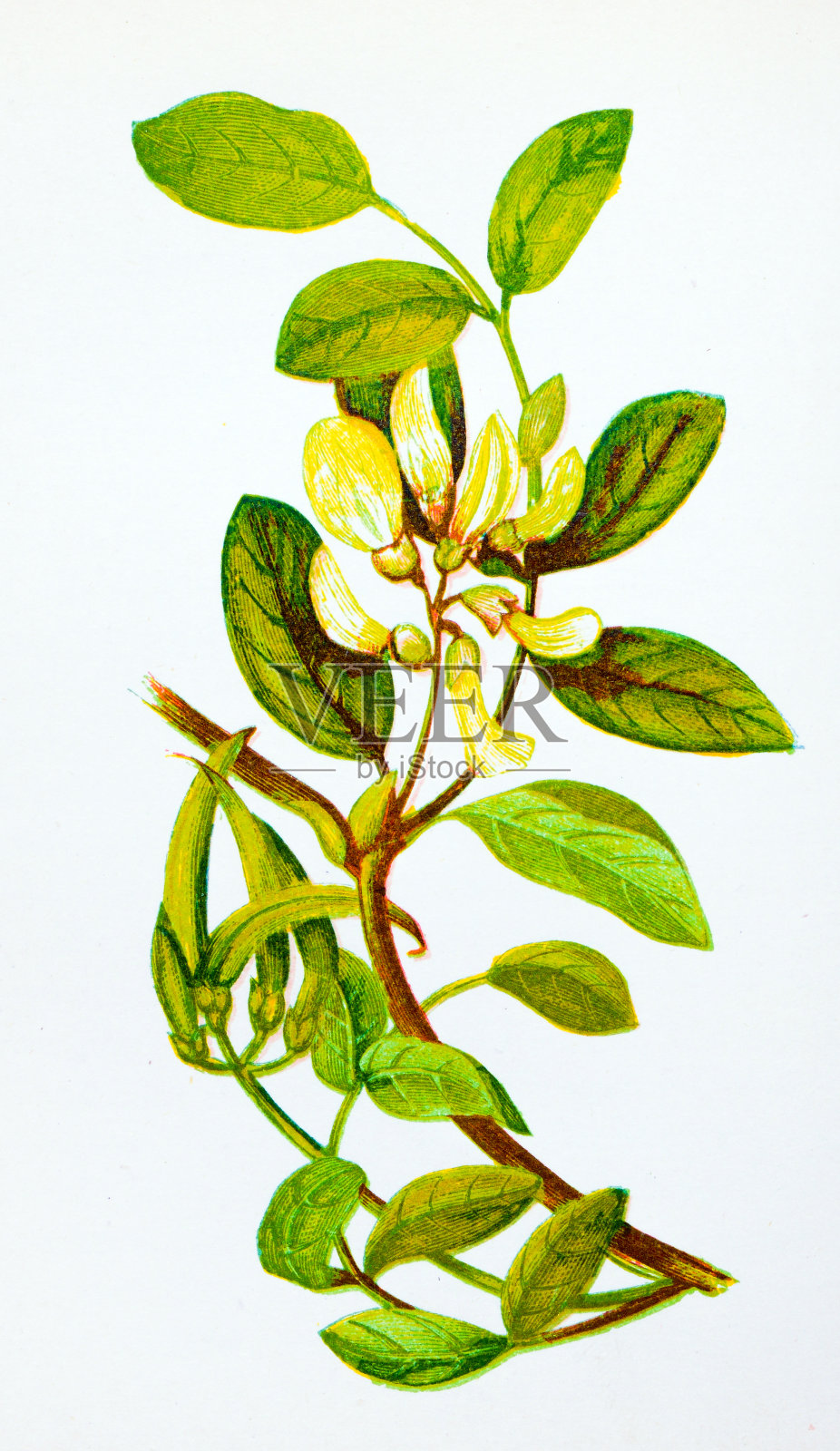 野生花卉的古董植物学插图:甜奶豆，黄芪插画图片素材