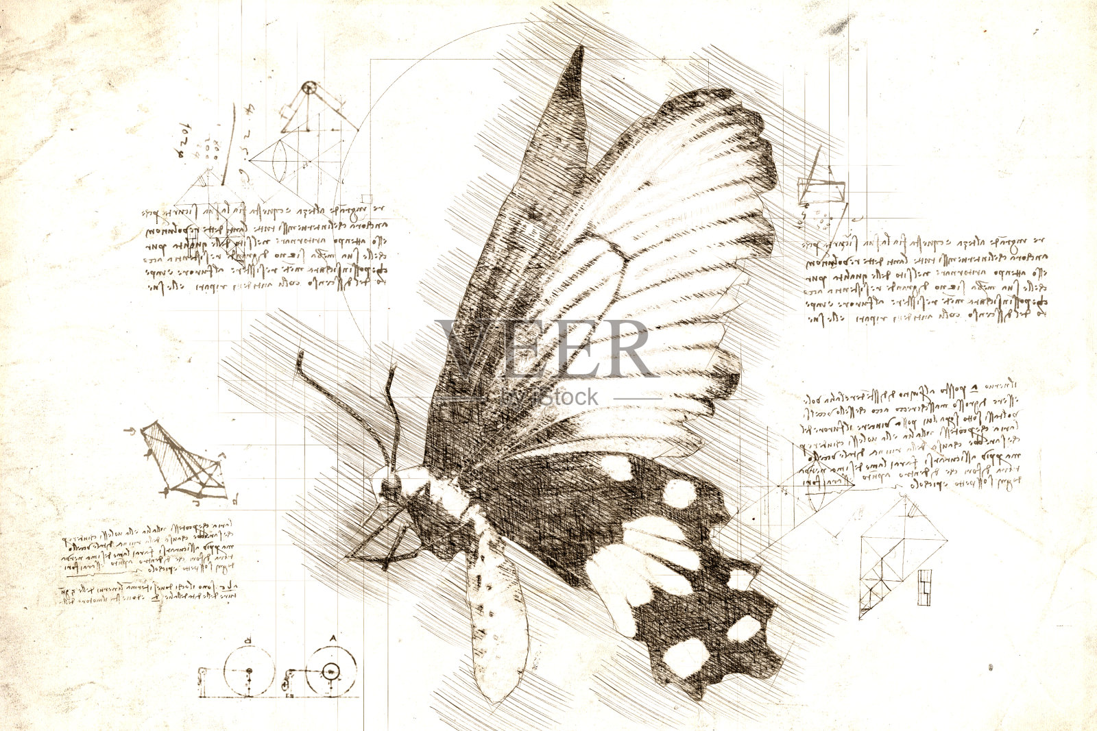 达芬奇风格的热带蝴蝶素描插画图片素材