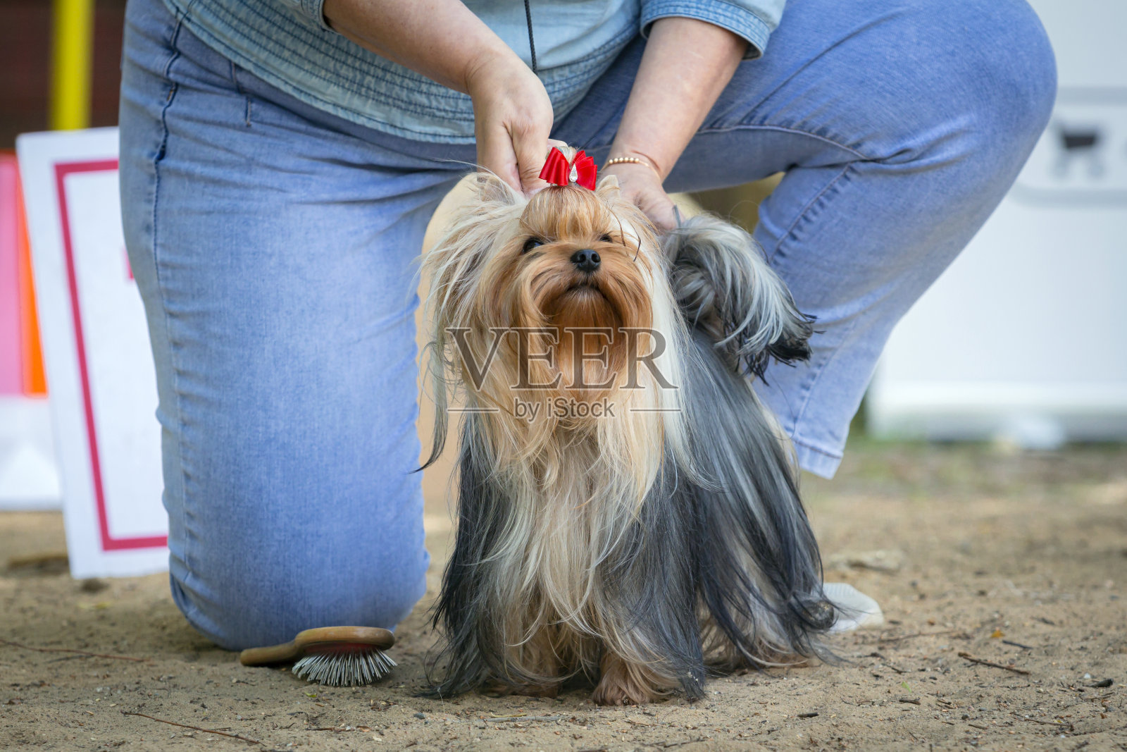 一只美丽的约克夏犬在狗展上摆姿势照片摄影图片
