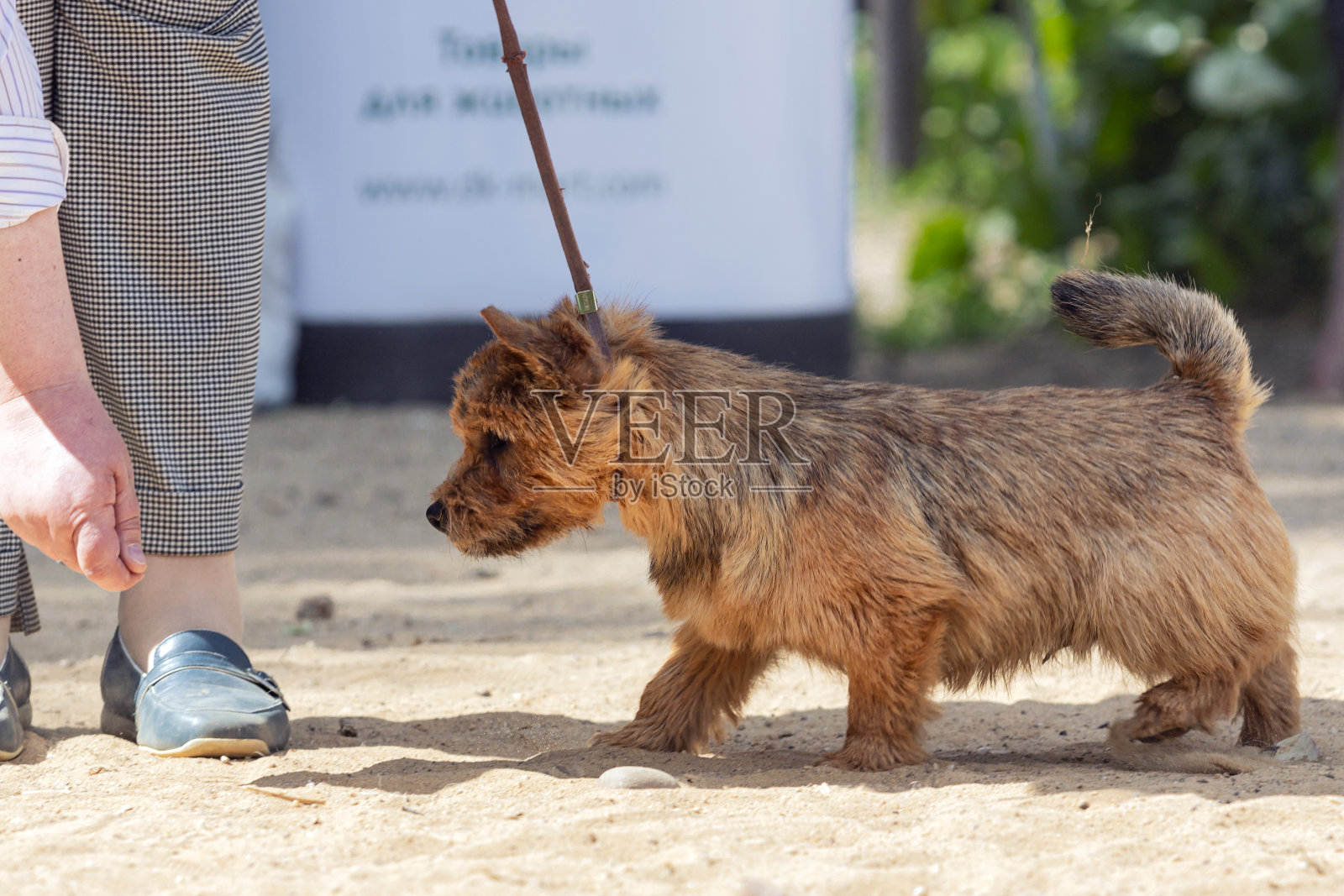 诺里奇梗在狗展上照片摄影图片