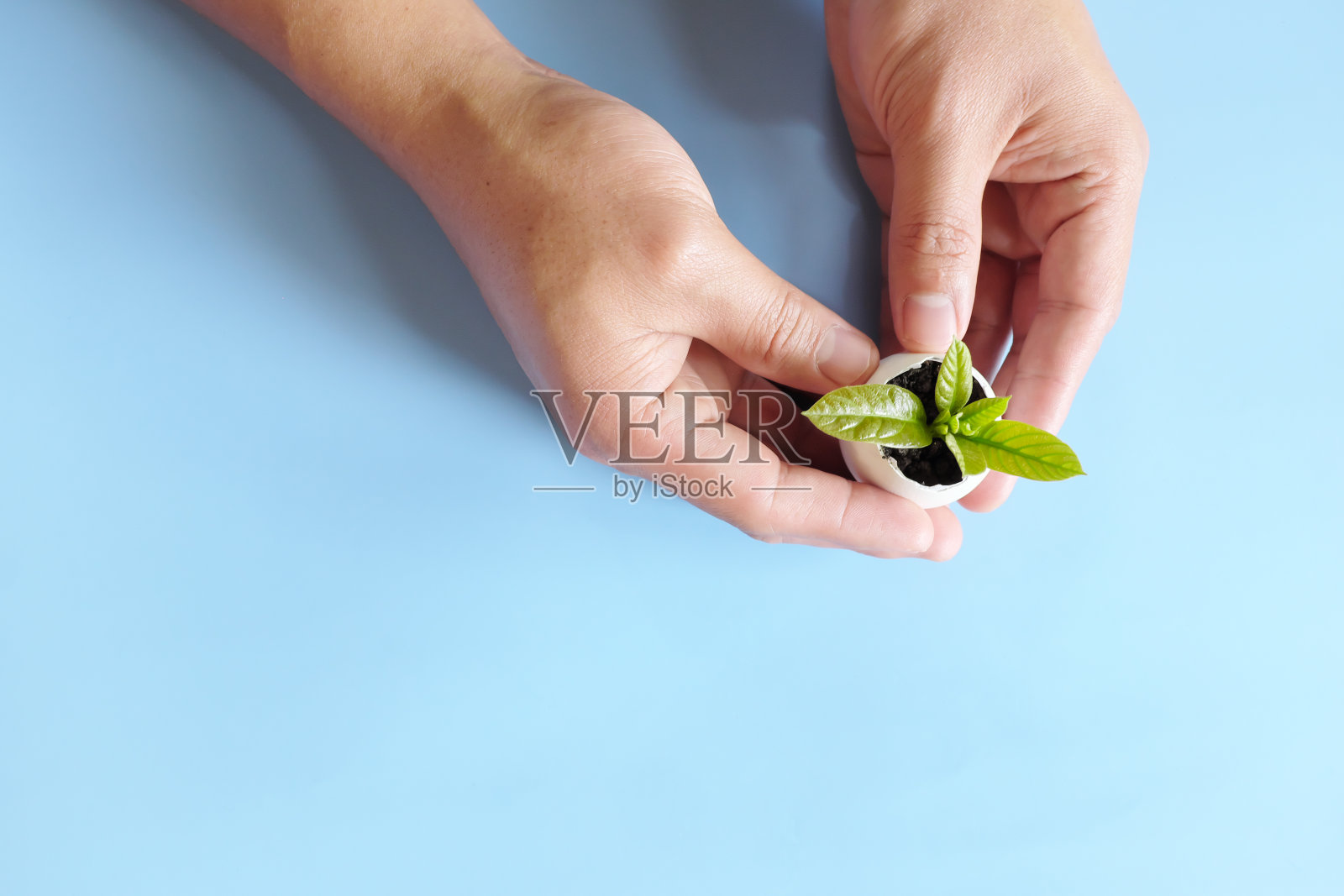 顶视图的心形状杯状的手持有一个植物幼苗在蛋壳。支持并热爱有机耕作、园艺、环保、零浪费、企业社会责任和可持续生活理念。照片摄影图片