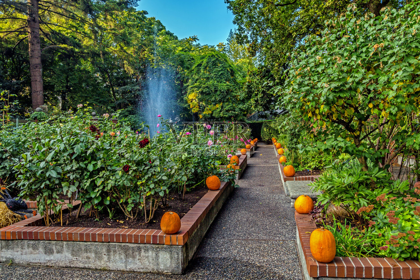 蒂尔福德花园公园的万圣节南瓜照片摄影图片