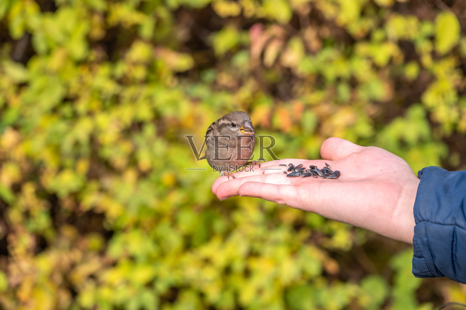 男孩用手中的种子喂鸟。麻雀吃男孩手里的种子照片摄影图片