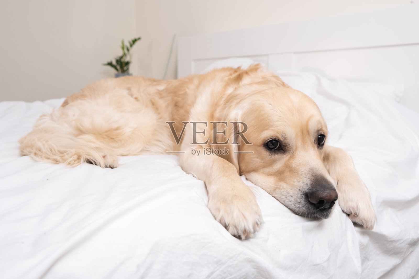 可爱的狗狗睡在白色的毯子下。金毛猎犬躺在舒适的床上休息。照片摄影图片