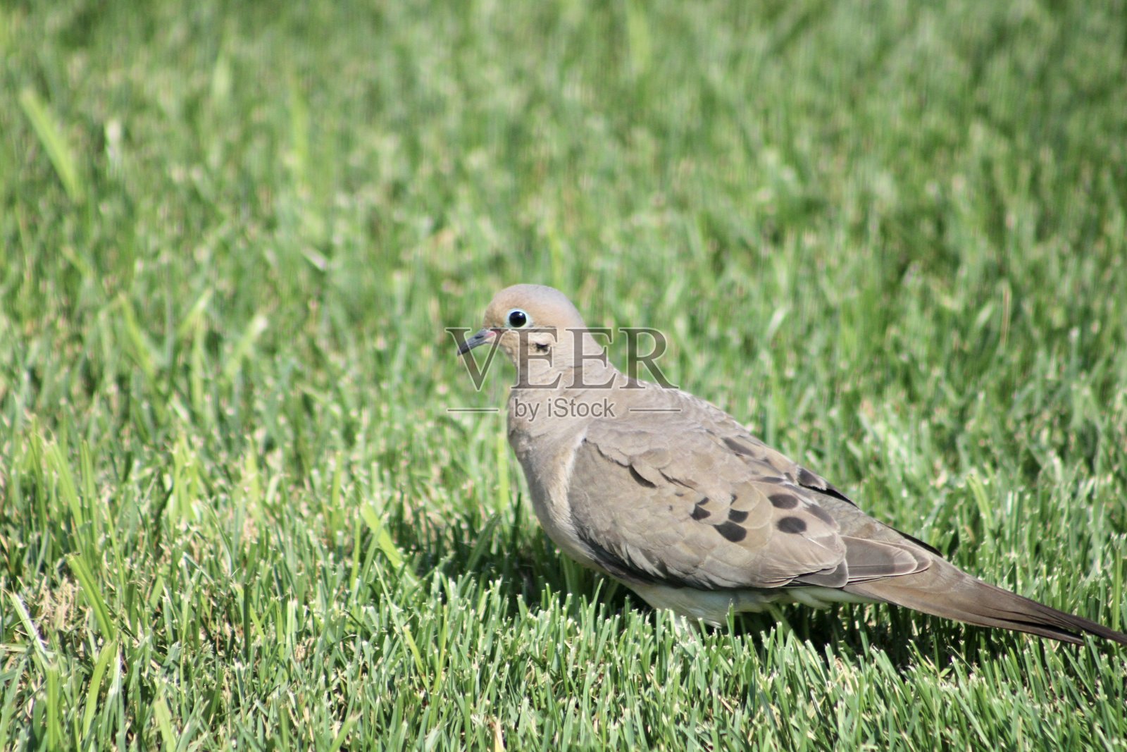 哀鸠照片摄影图片