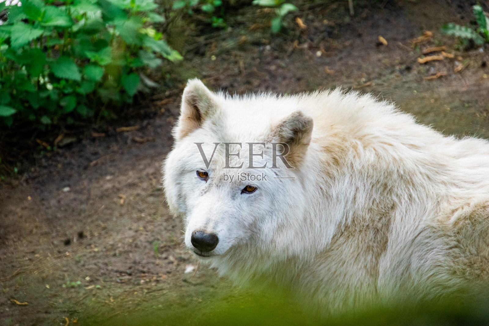 雄伟的白狼照片摄影图片