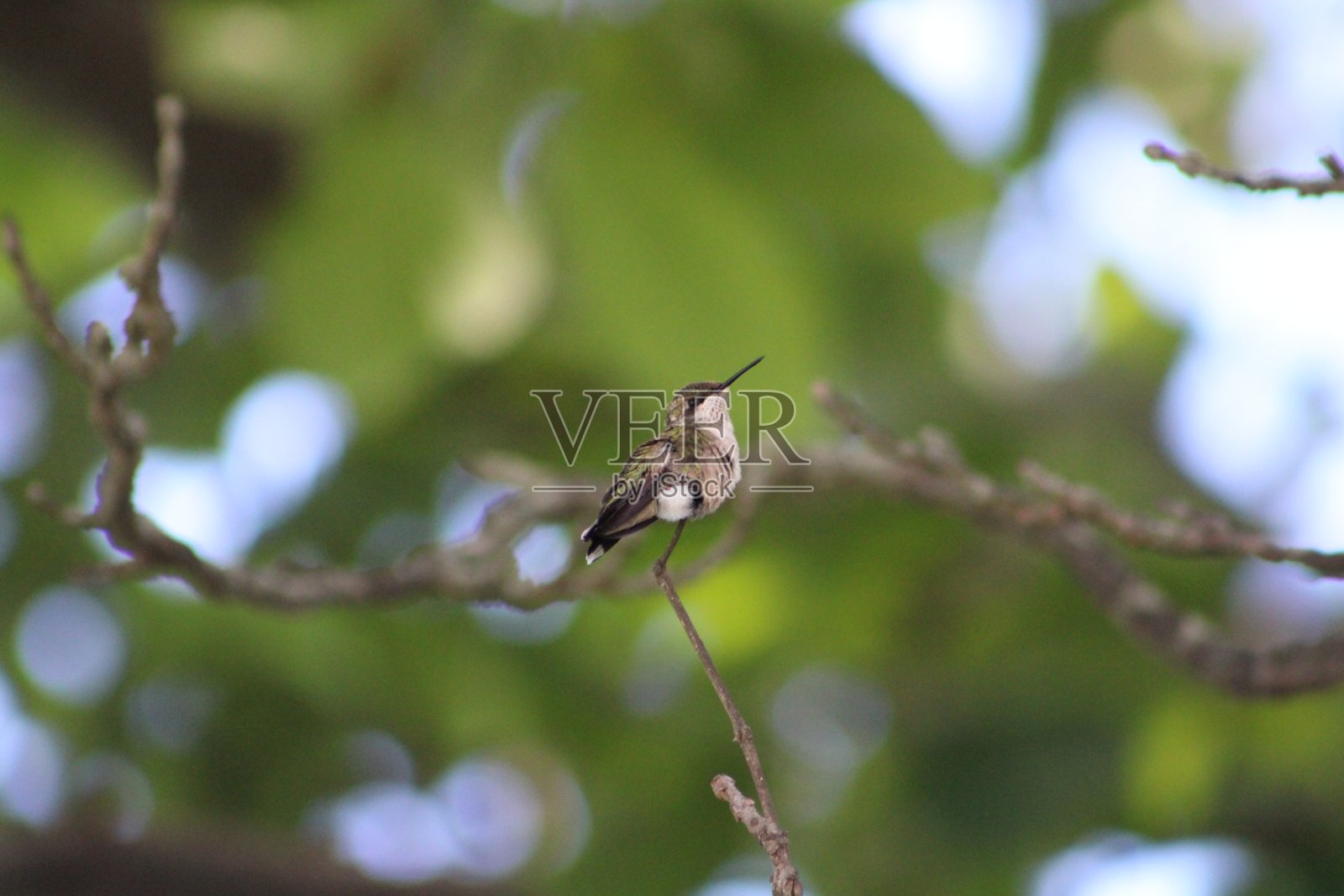 红宝石喉蜂鸟照片摄影图片