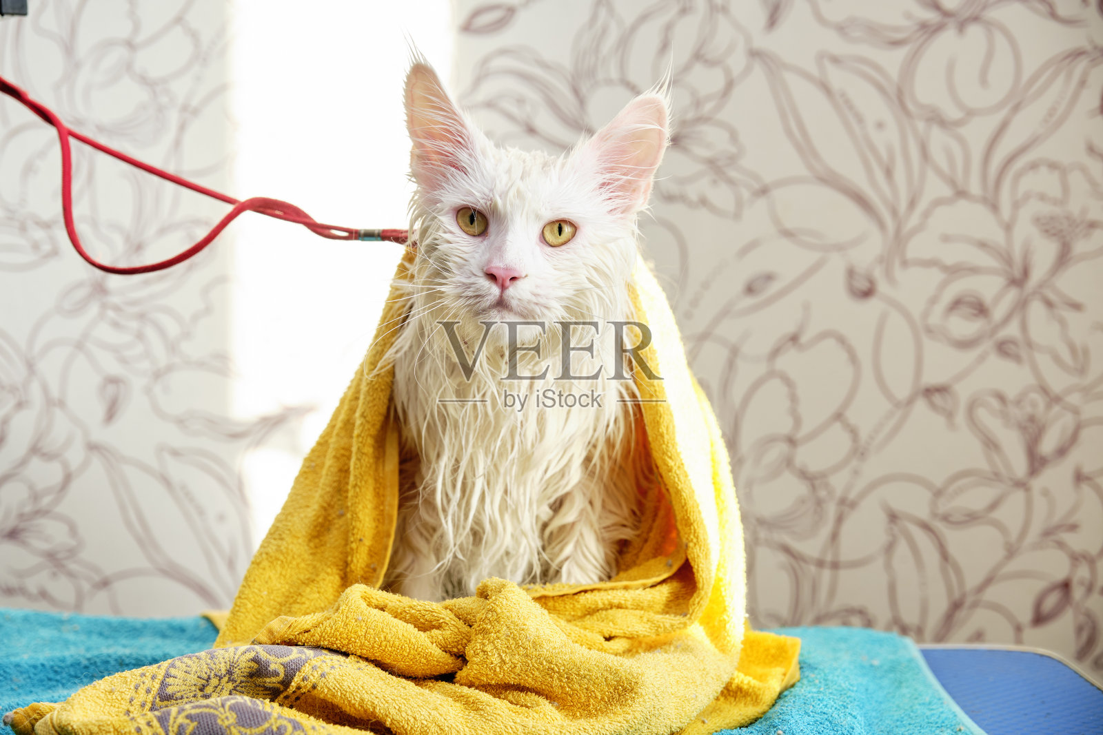 一只缅因库恩猫用黄色毛巾洗完澡后，湿毛坐在梳妆台上照片摄影图片