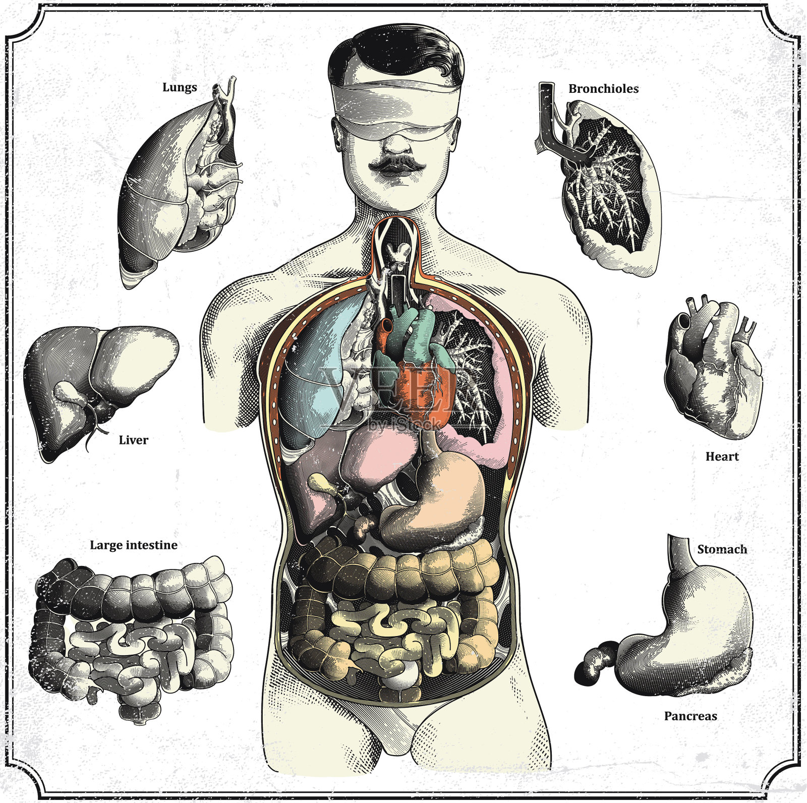 人体内脏插画图片素材