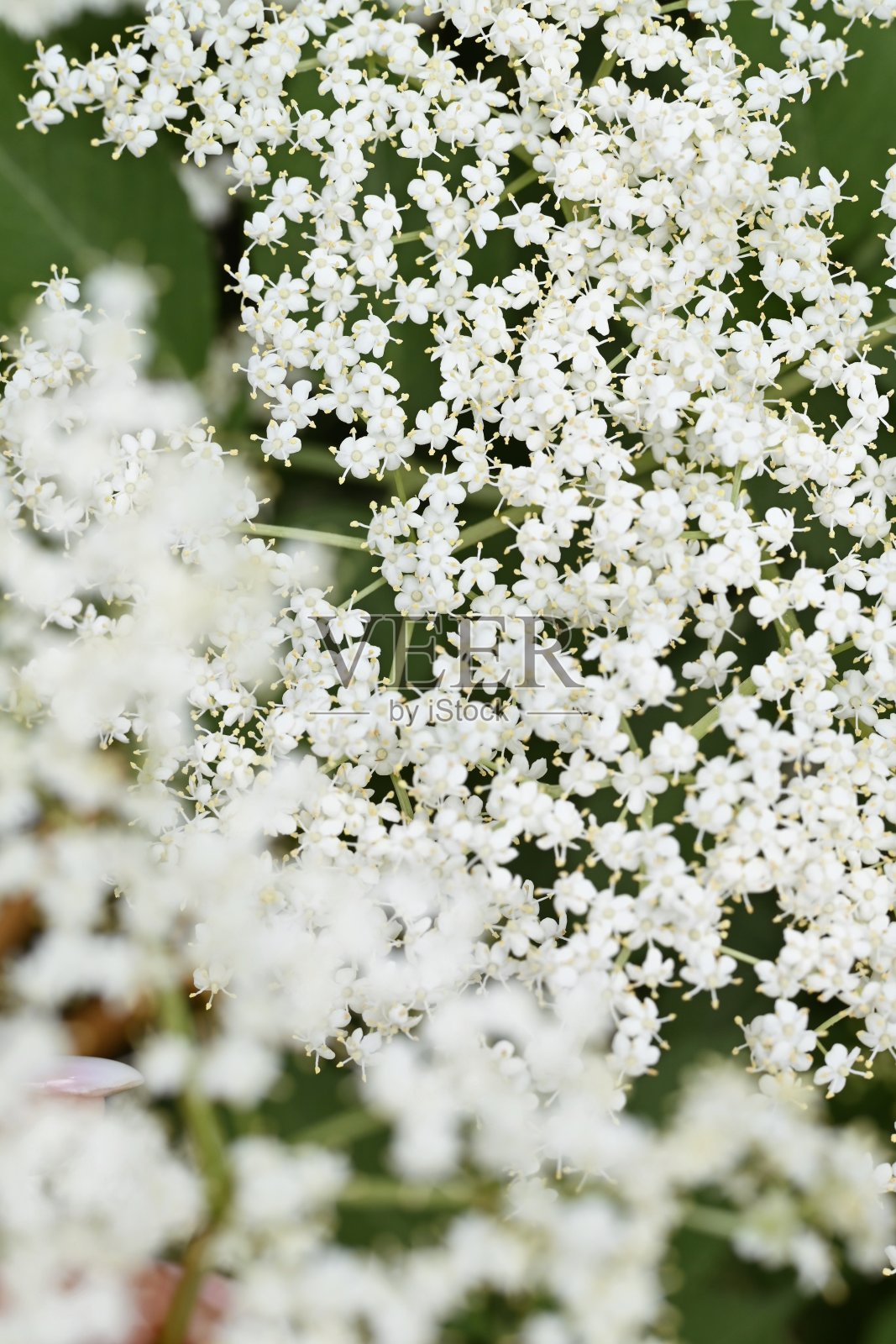 Eldflower照片摄影图片