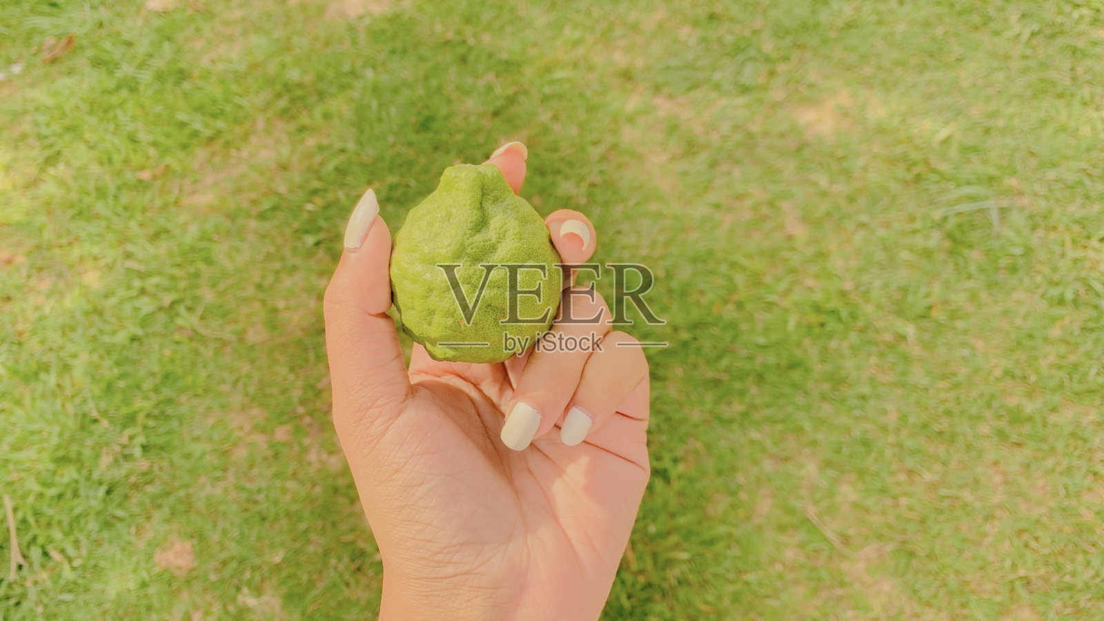 佛手柑照片摄影图片