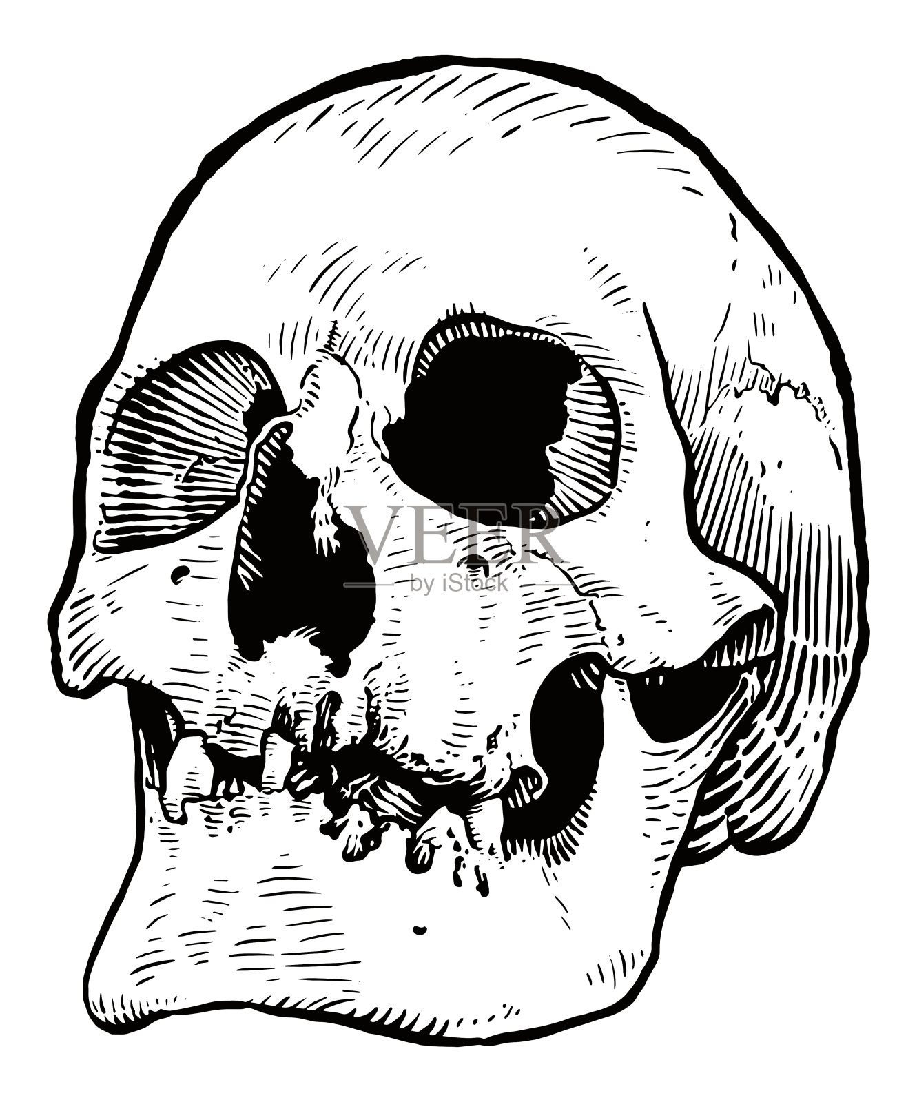 头骨矢量图插画图片素材