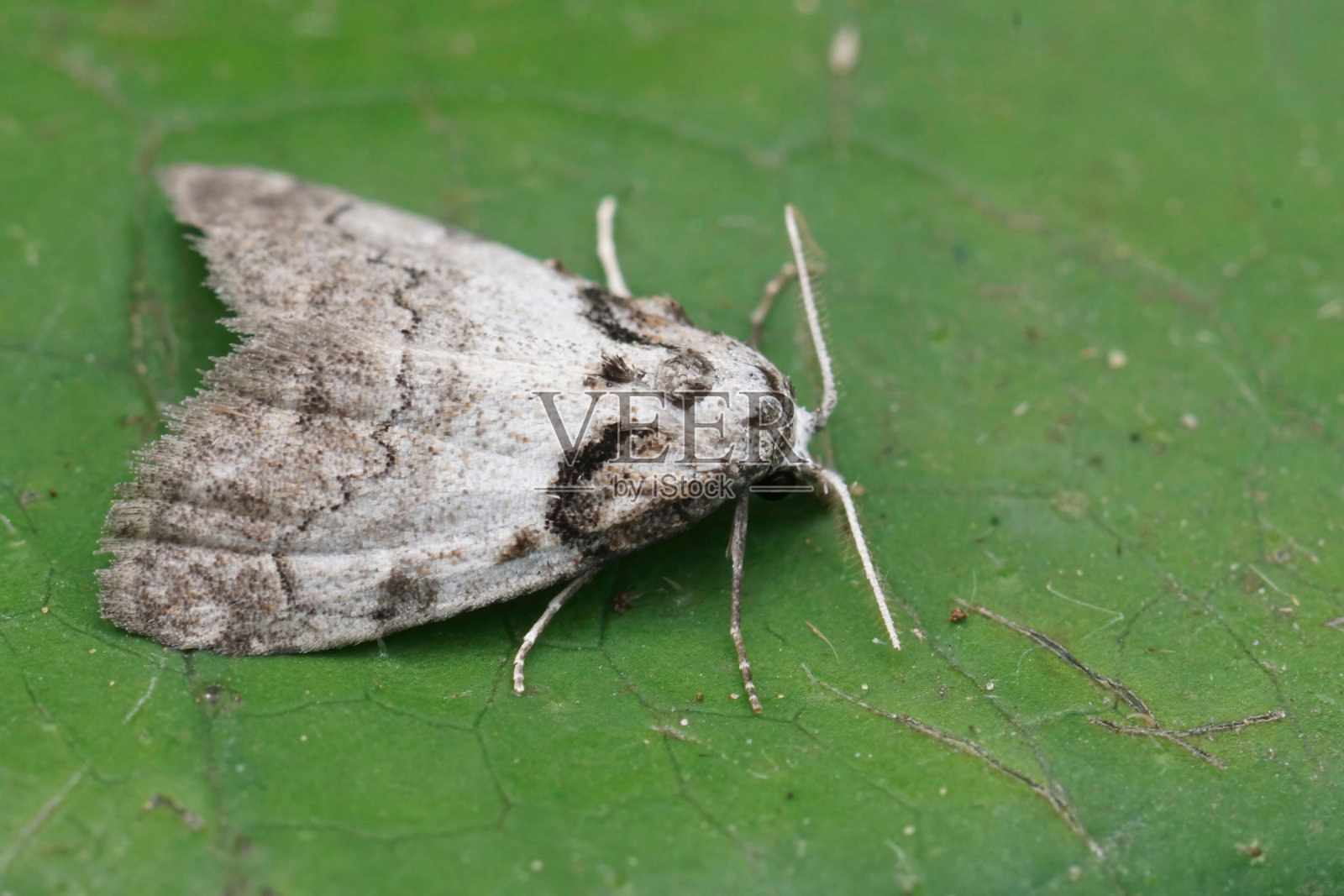 短披风蛾的特写，诺拉·库拉特拉坐在一片绿叶上照片摄影图片