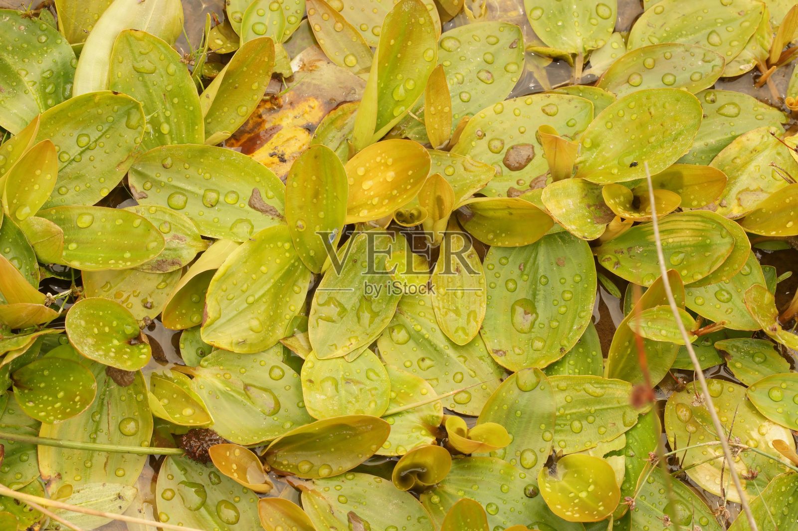 阔叶塘草的浮叶特写，阔叶塘草照片摄影图片