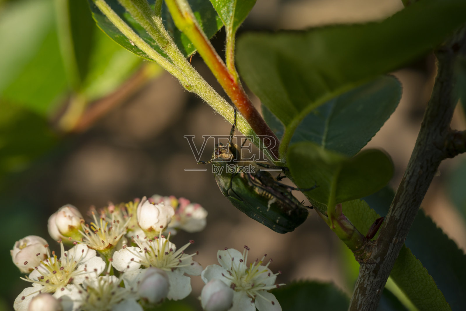 绿色(欧洲)玫瑰章照片摄影图片